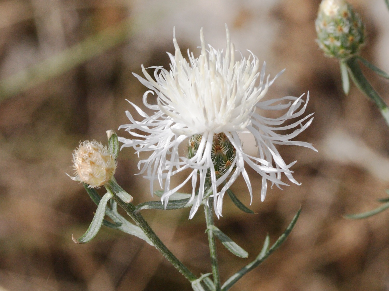 centaurea_leucophaea2md