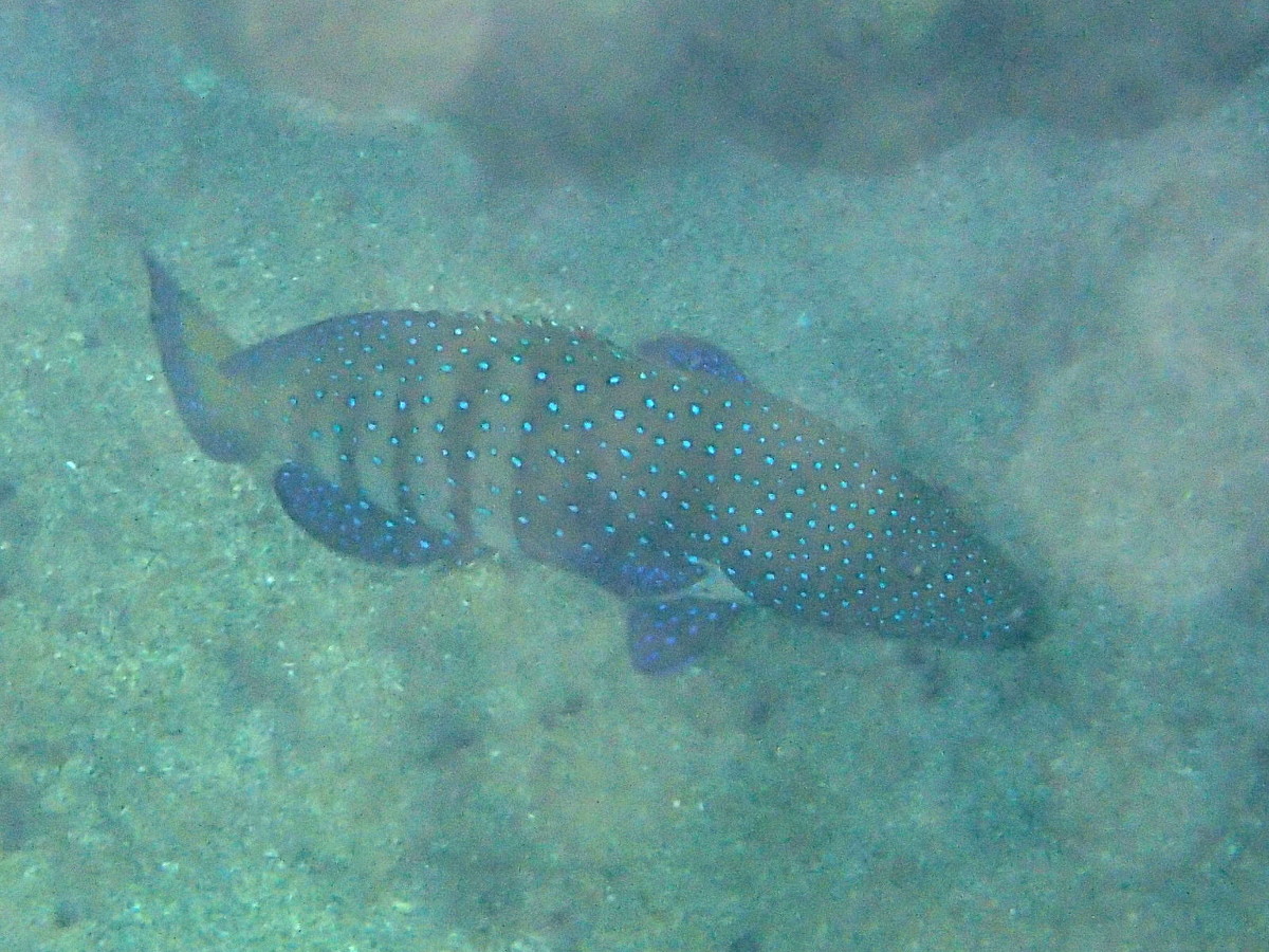 cephalopholis_argus1bd