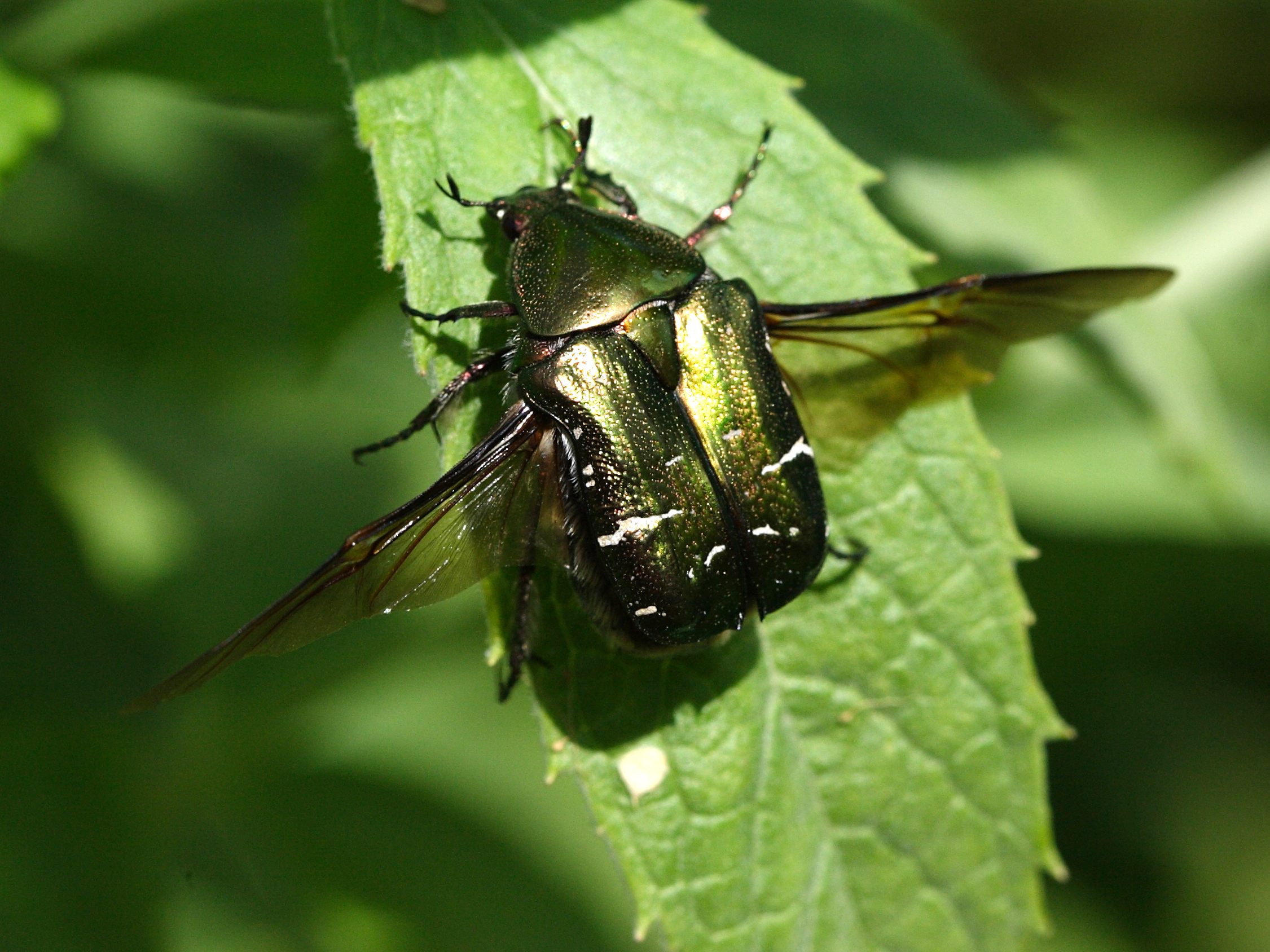 cetonia_aurata6sd
