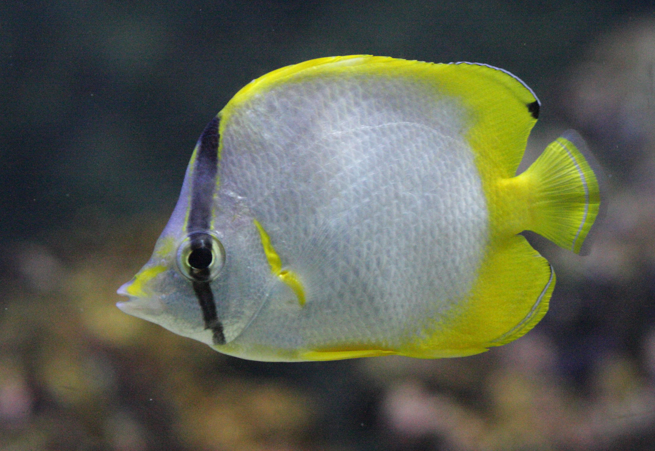 Afficher le média chaetodon_ocellatus1bd chaetodon_ocellatus1bd