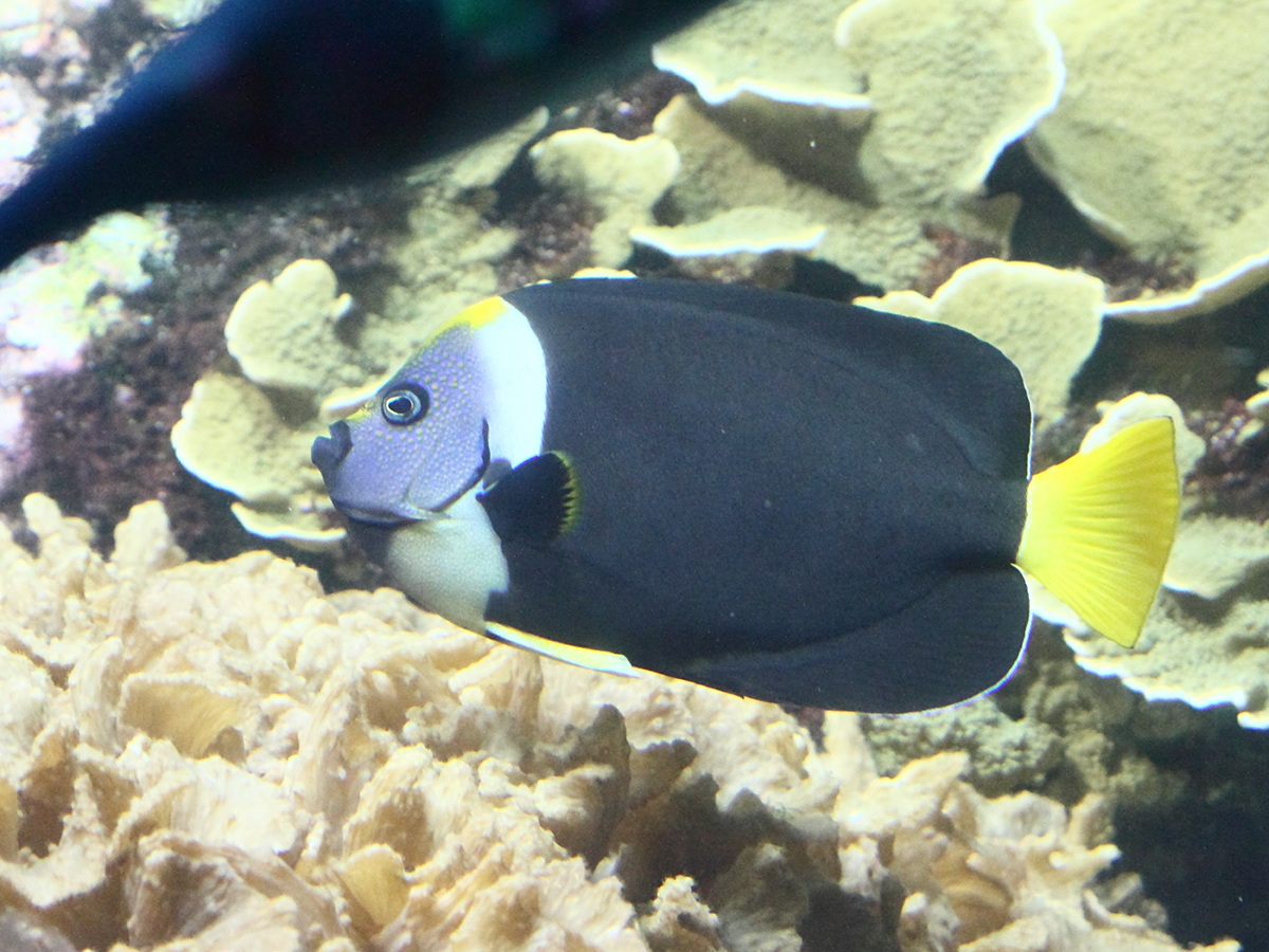 Chaetodontoplus_meredithi