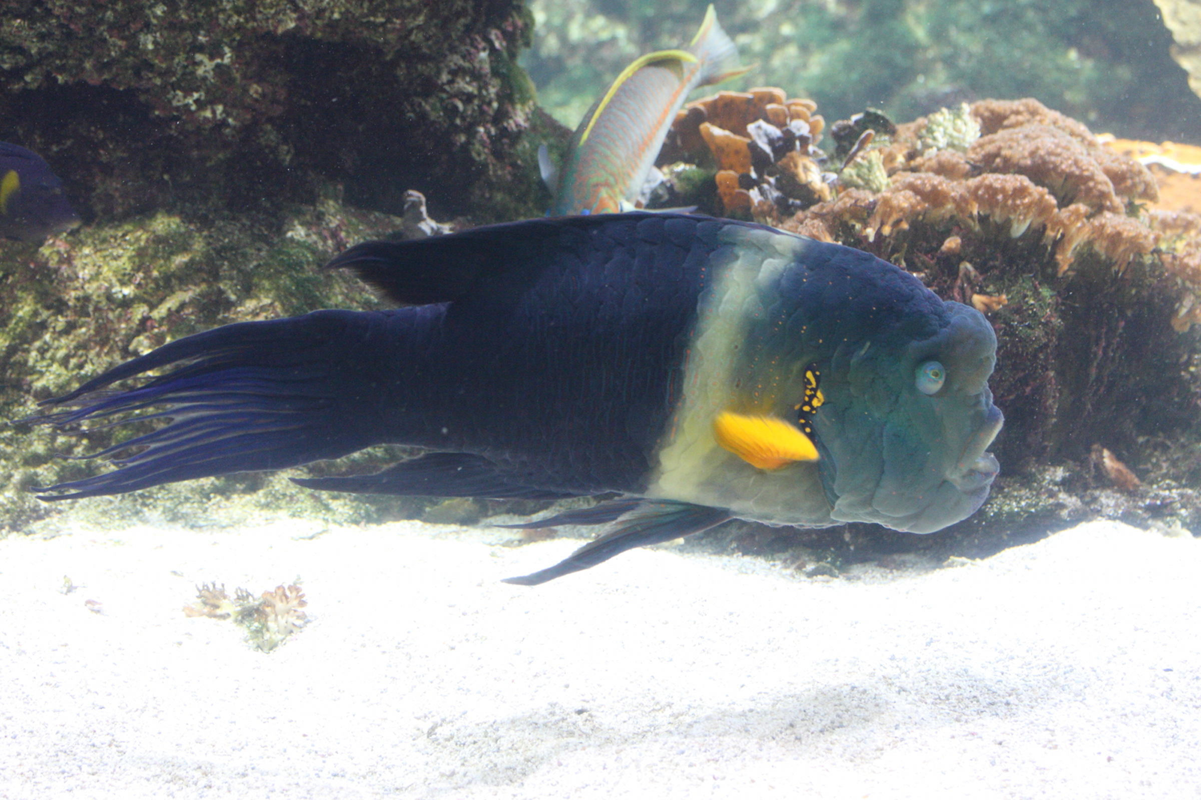 cheilinus_lunulatus2md