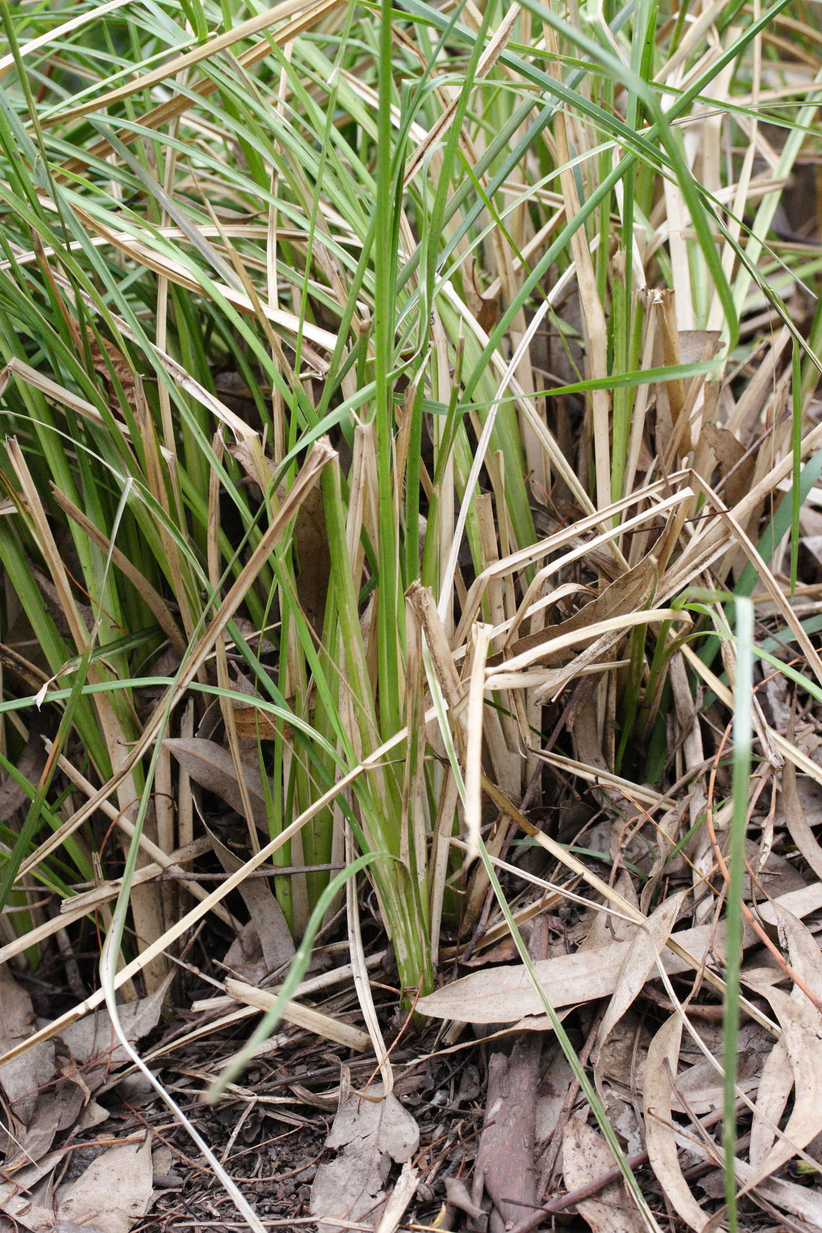 Chrysopogon_zizanioides