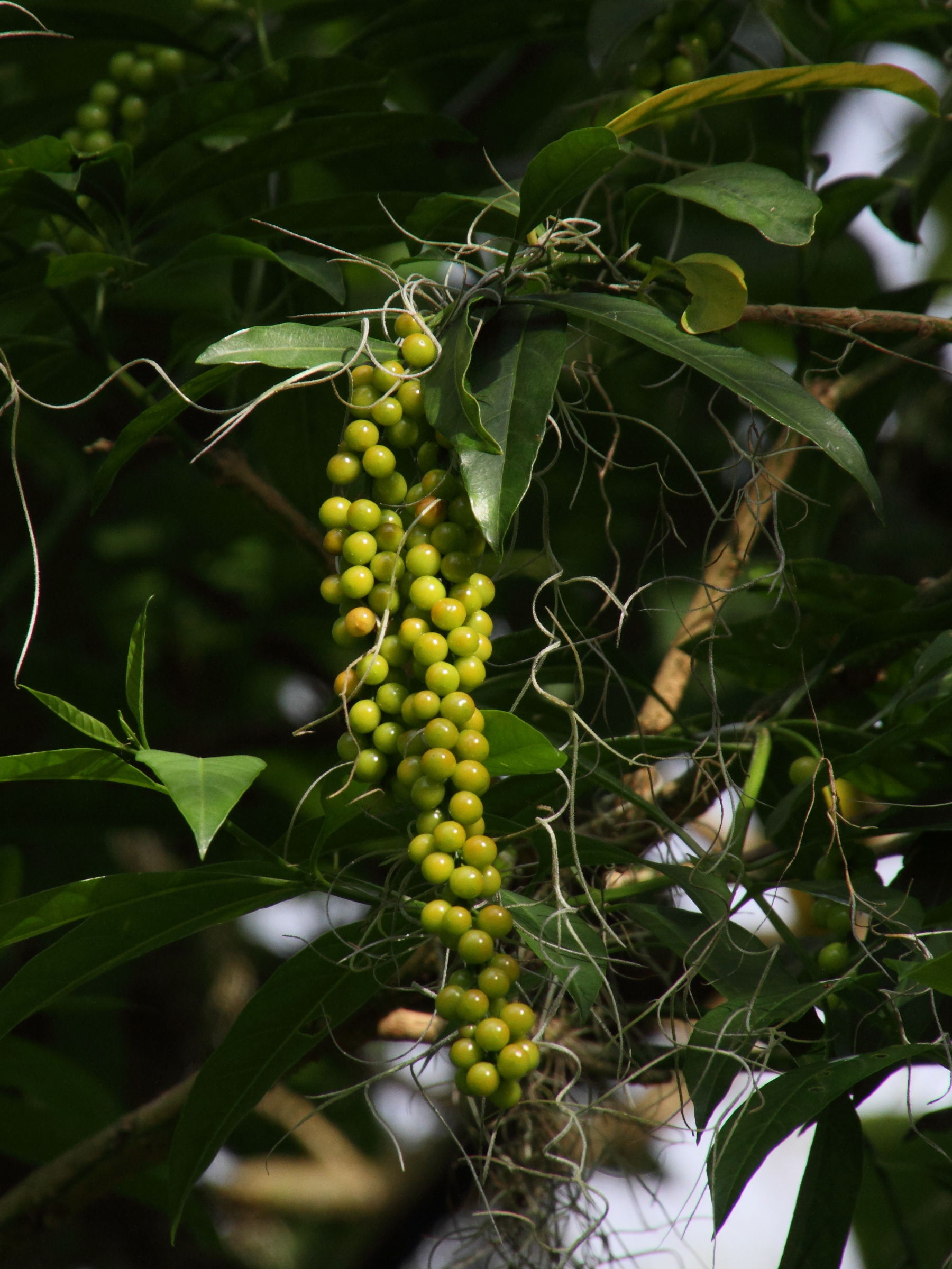 Citharexylum_donnell-smithii