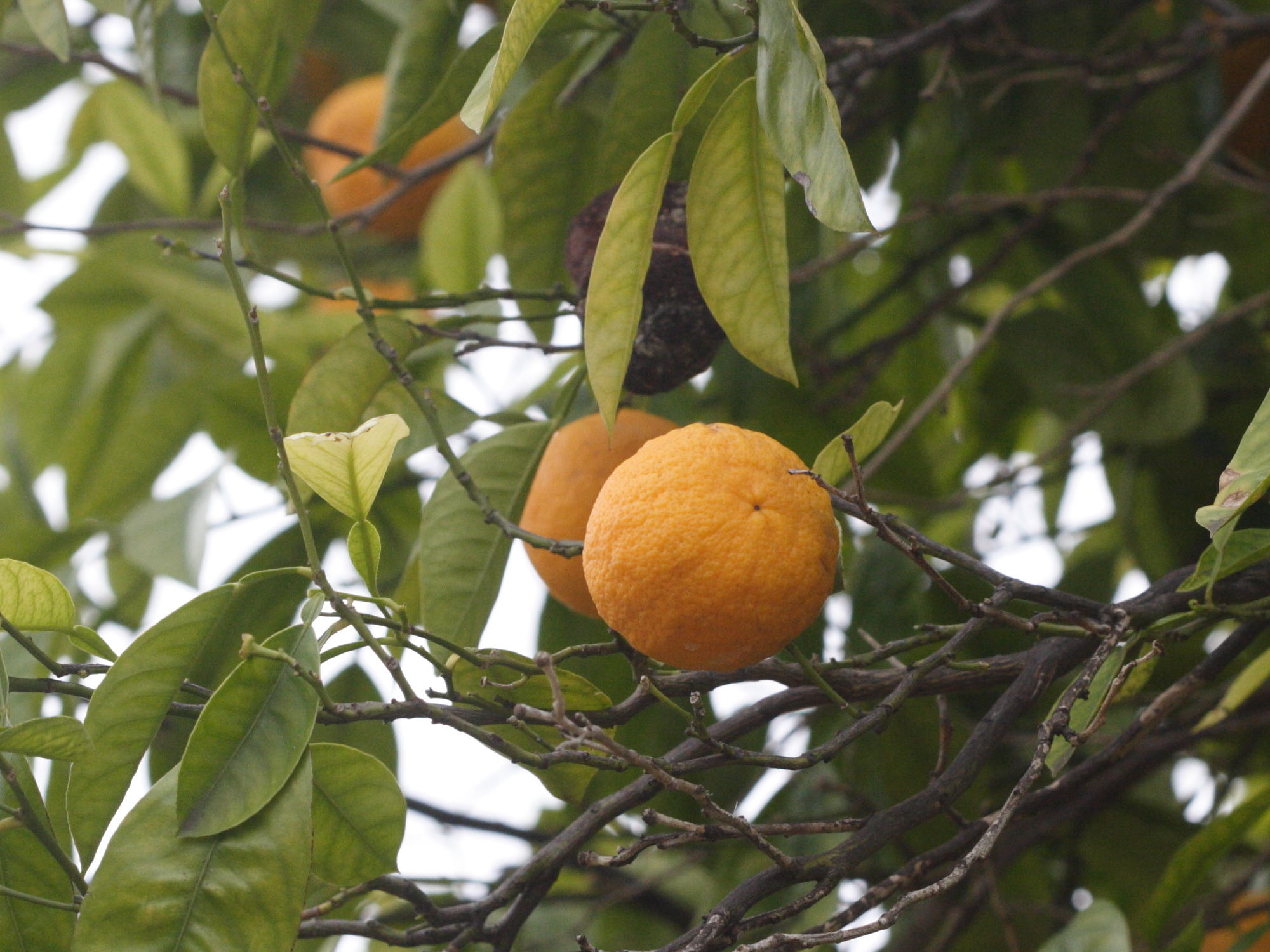 citrus_sinensis2md