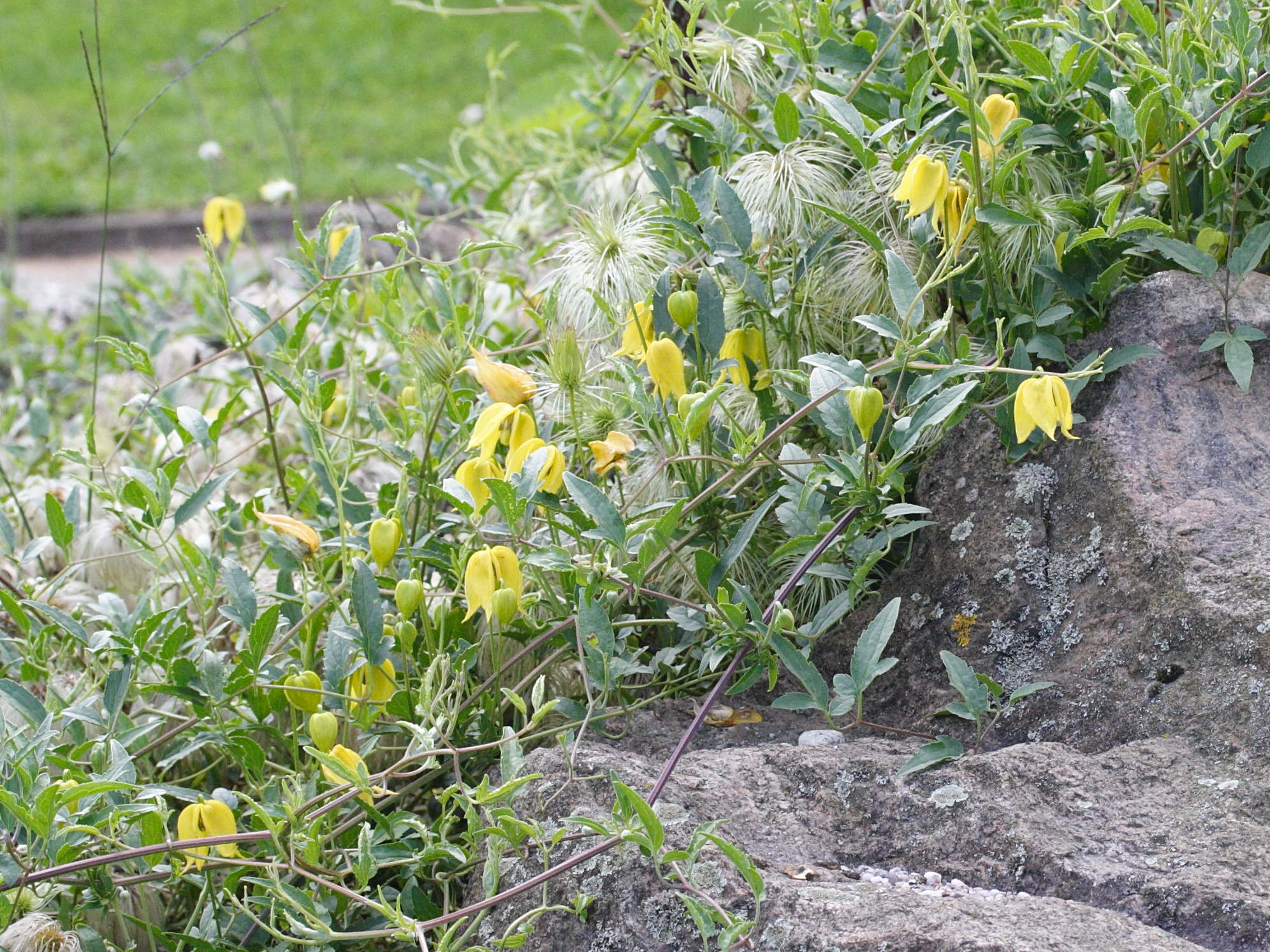 clematis_tangutica2md