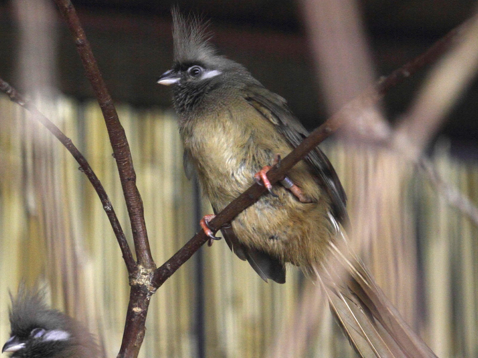 coliou_raye_-_colius_striatus1bd