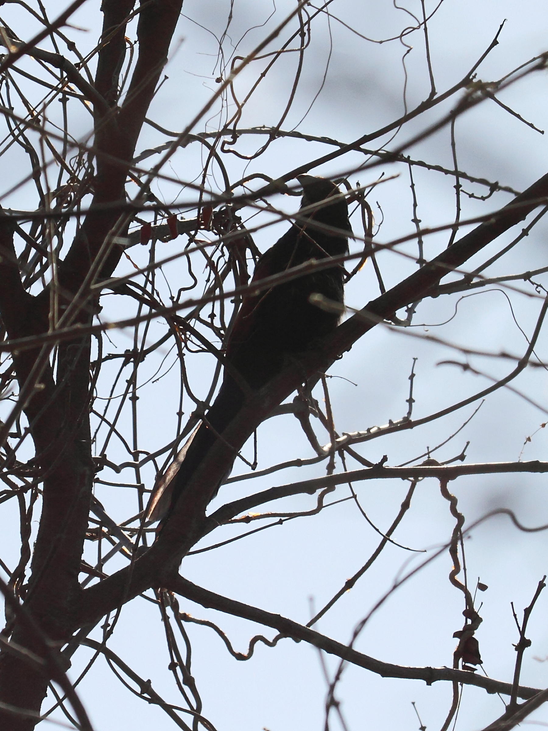 coucal_de_madagascar_-_centropus_toulou1bd