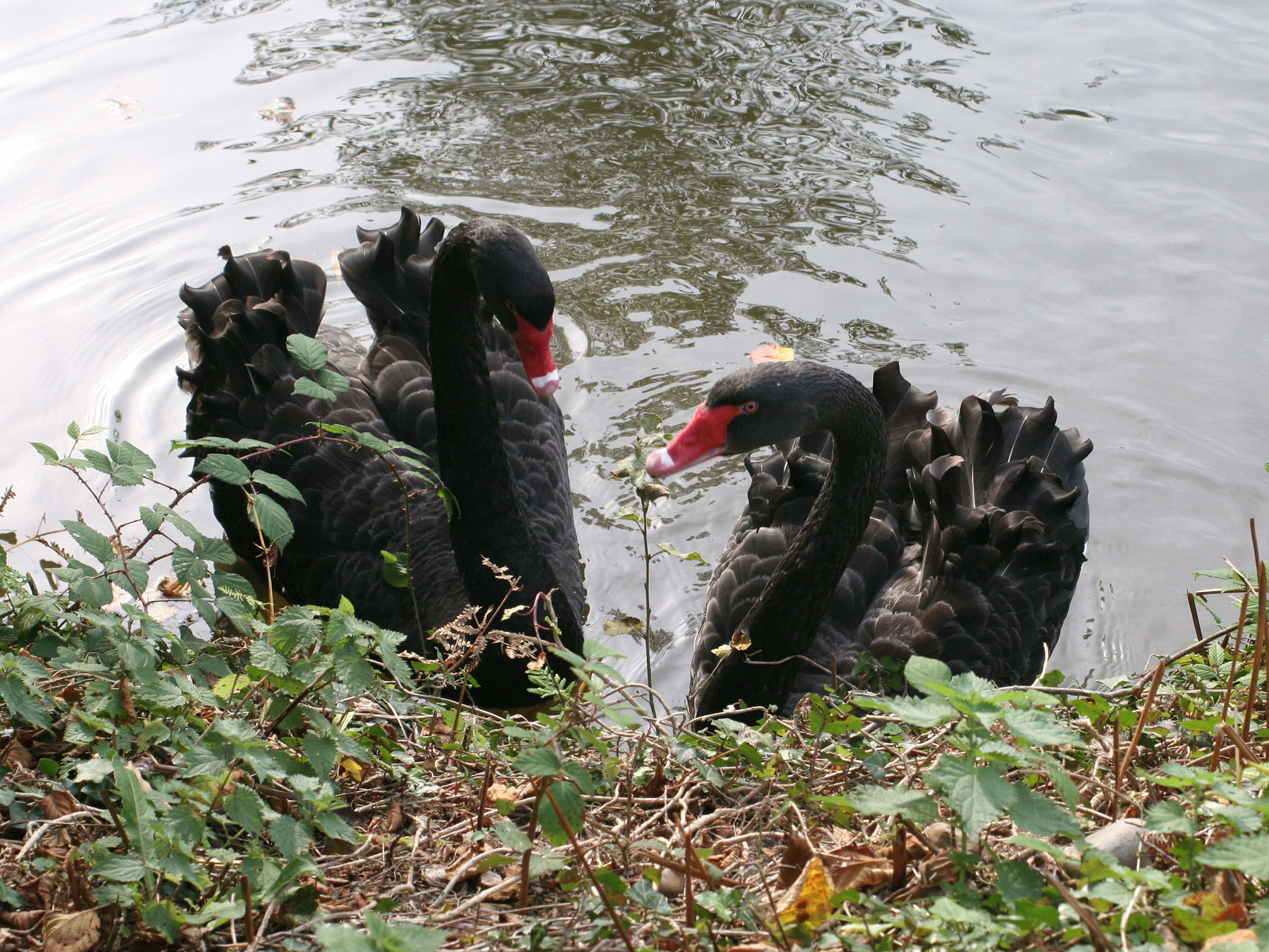 cygne_noir_-_cygnus_atratus2bd