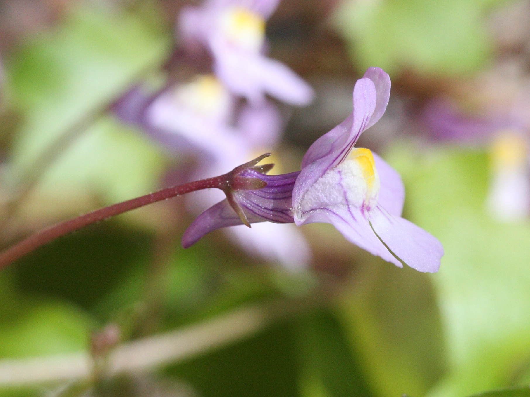 Afficher le média cymbalaria_muralis3md cymbalaria_muralis3md