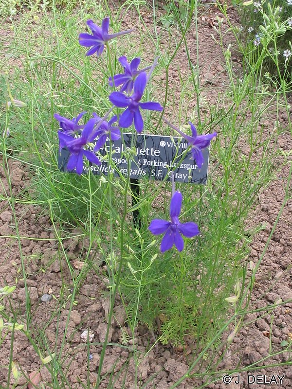 Delphinium_regalis