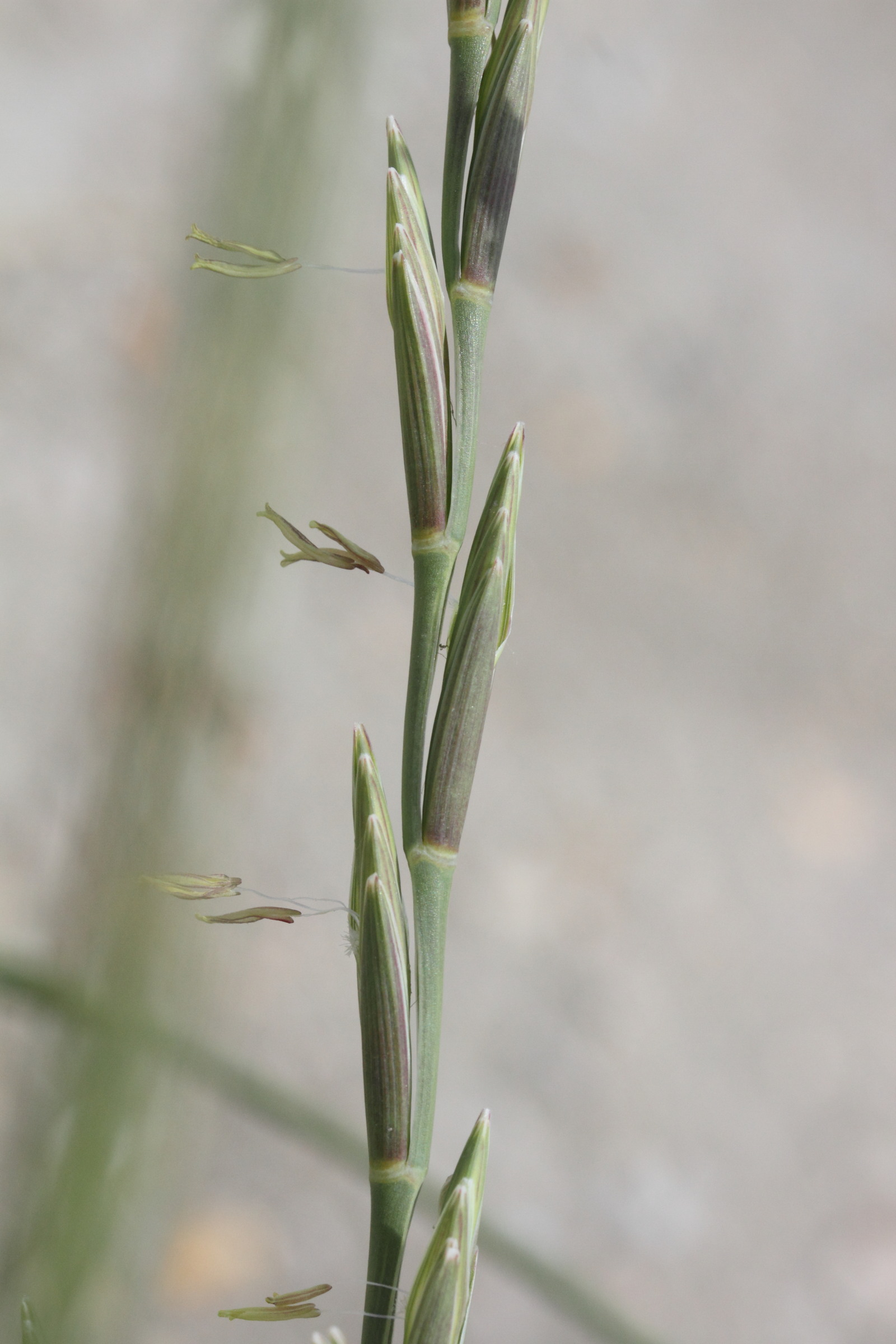 Elytrigia_juncea ssp. juncea