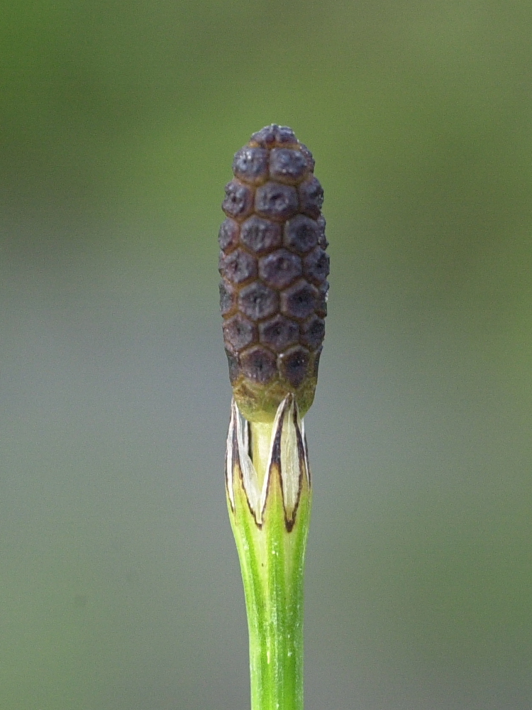 equisetum_palustre3md