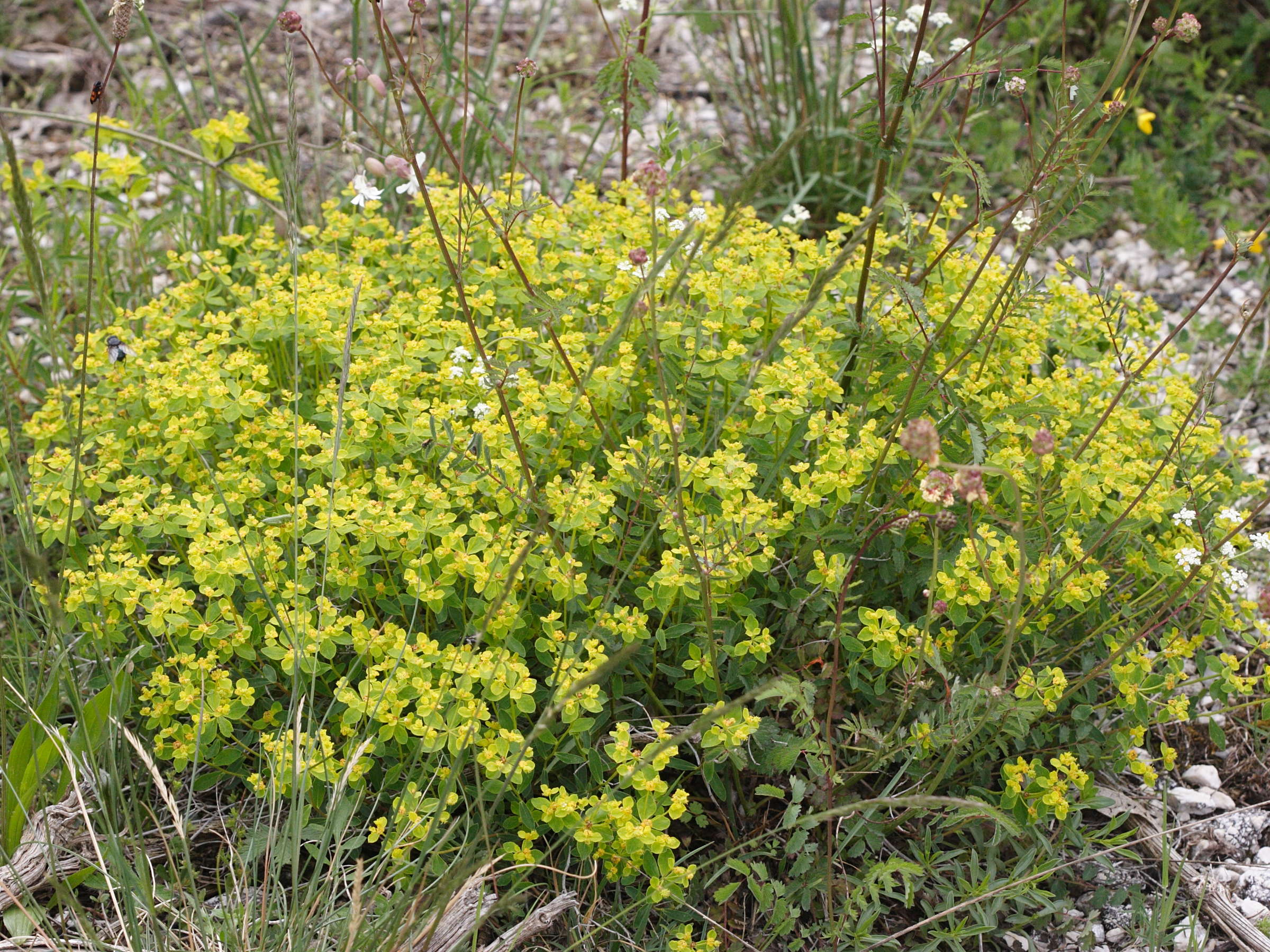 Afficher le média euphorbia_flavicoma1md euphorbia_flavicoma1md