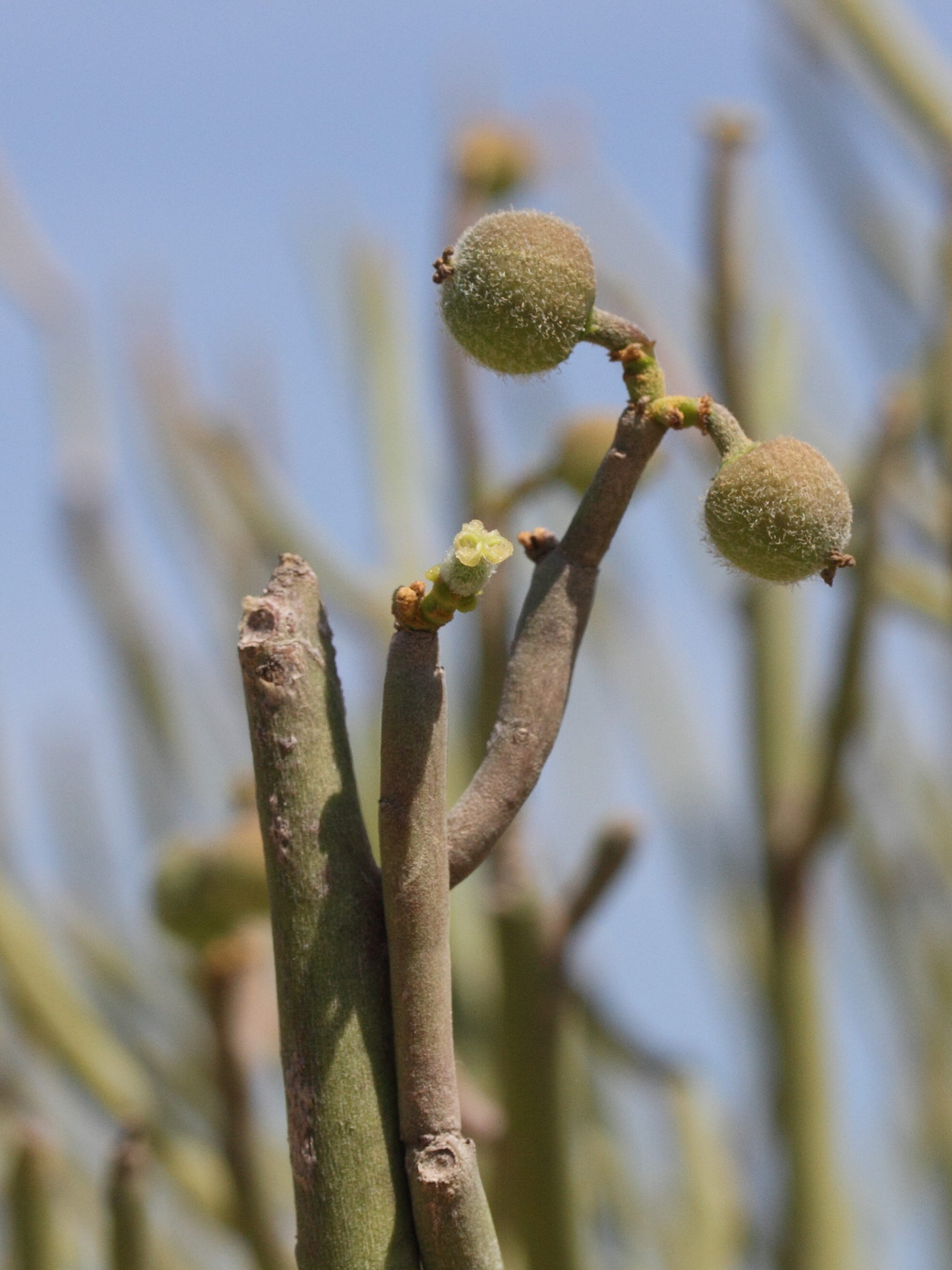 euphorbia_tirucalli9md