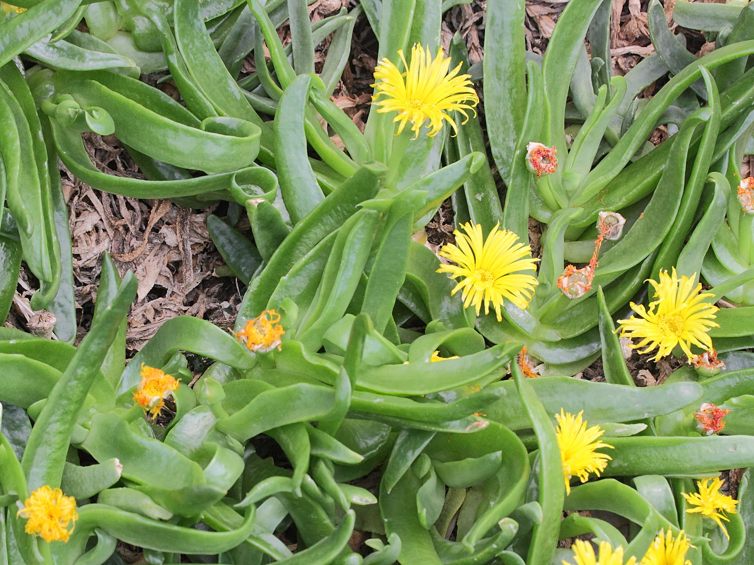 Afficher le média glottiphyllum_longum1md glottiphyllum_longum1md