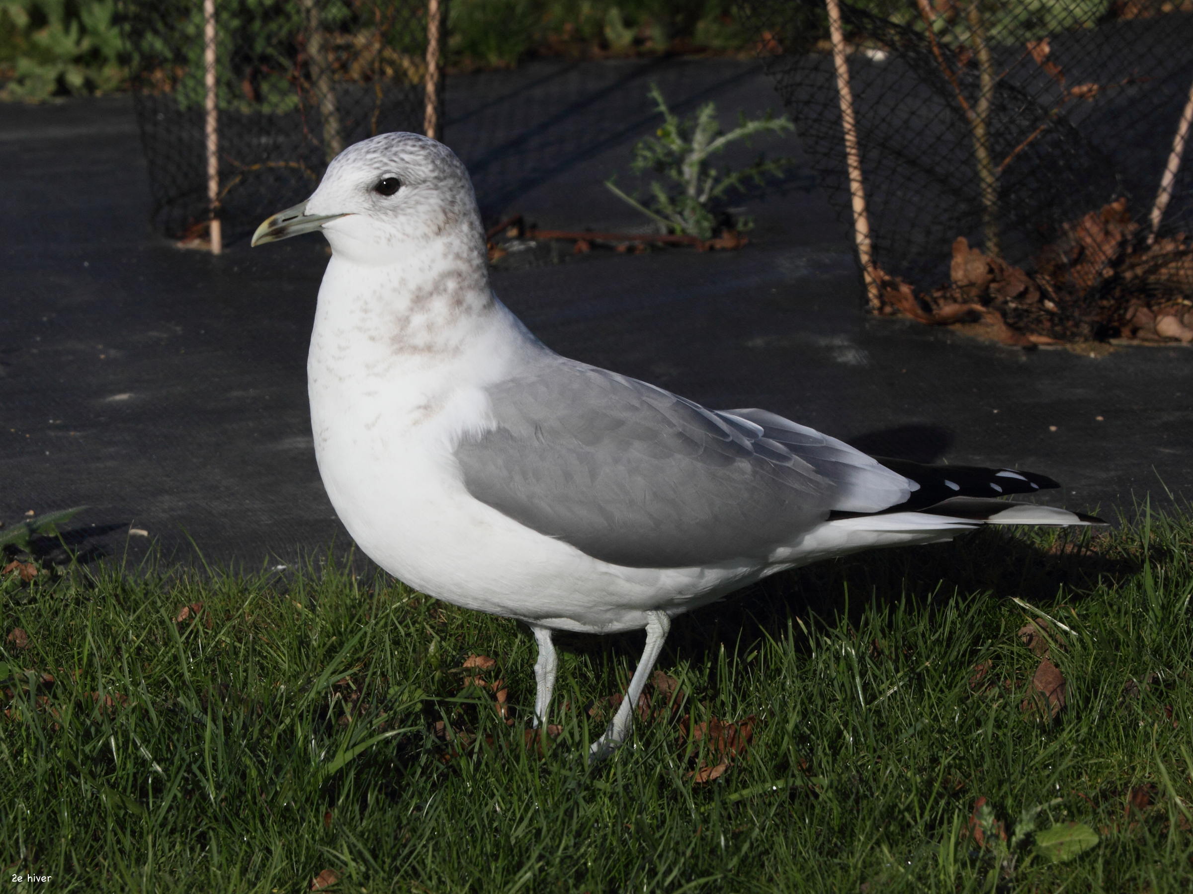 goeland_cendre_-_larus_canus4md