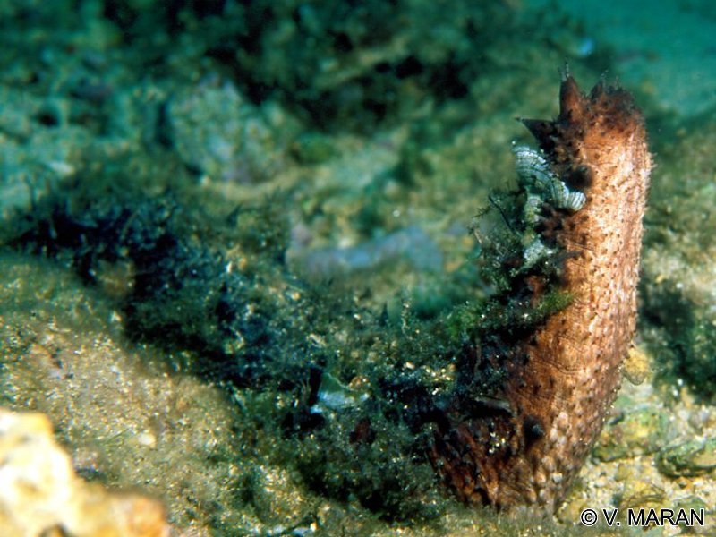 holothuria_tubulosa2vm