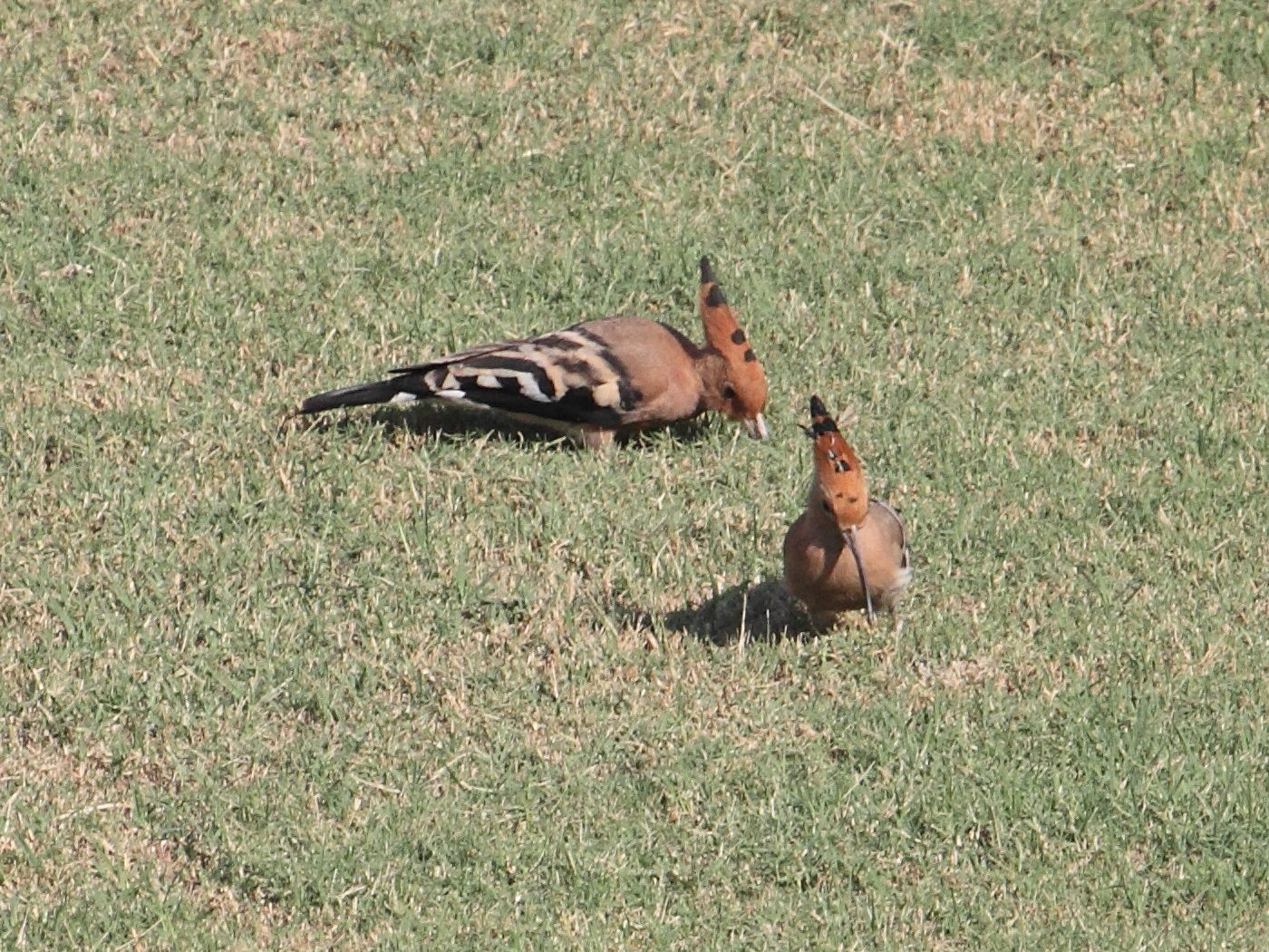 huppe_fasciee_-_upupa_epops1bd