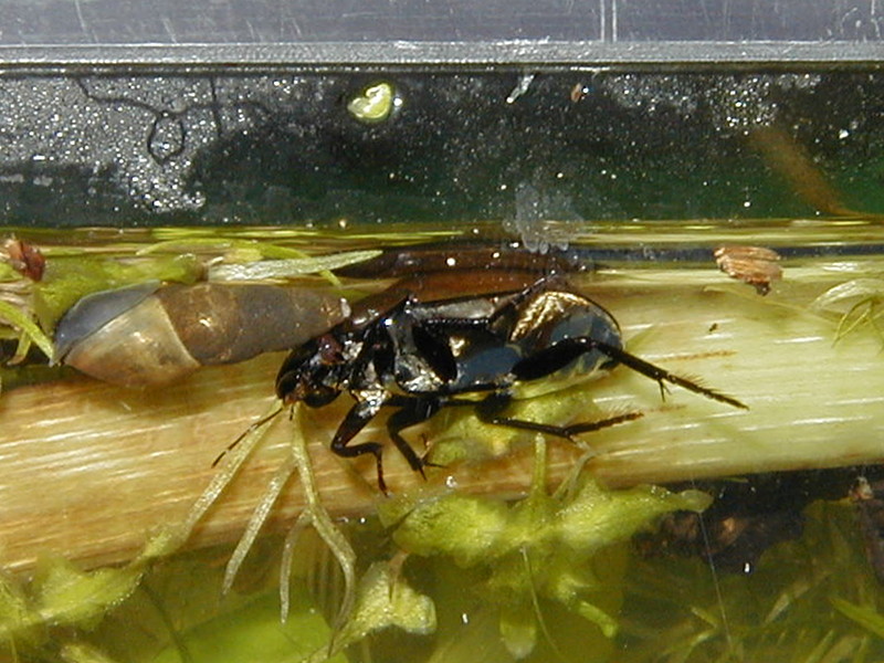 Afficher le média Hydrochara_caraboides Hydrochara_caraboides