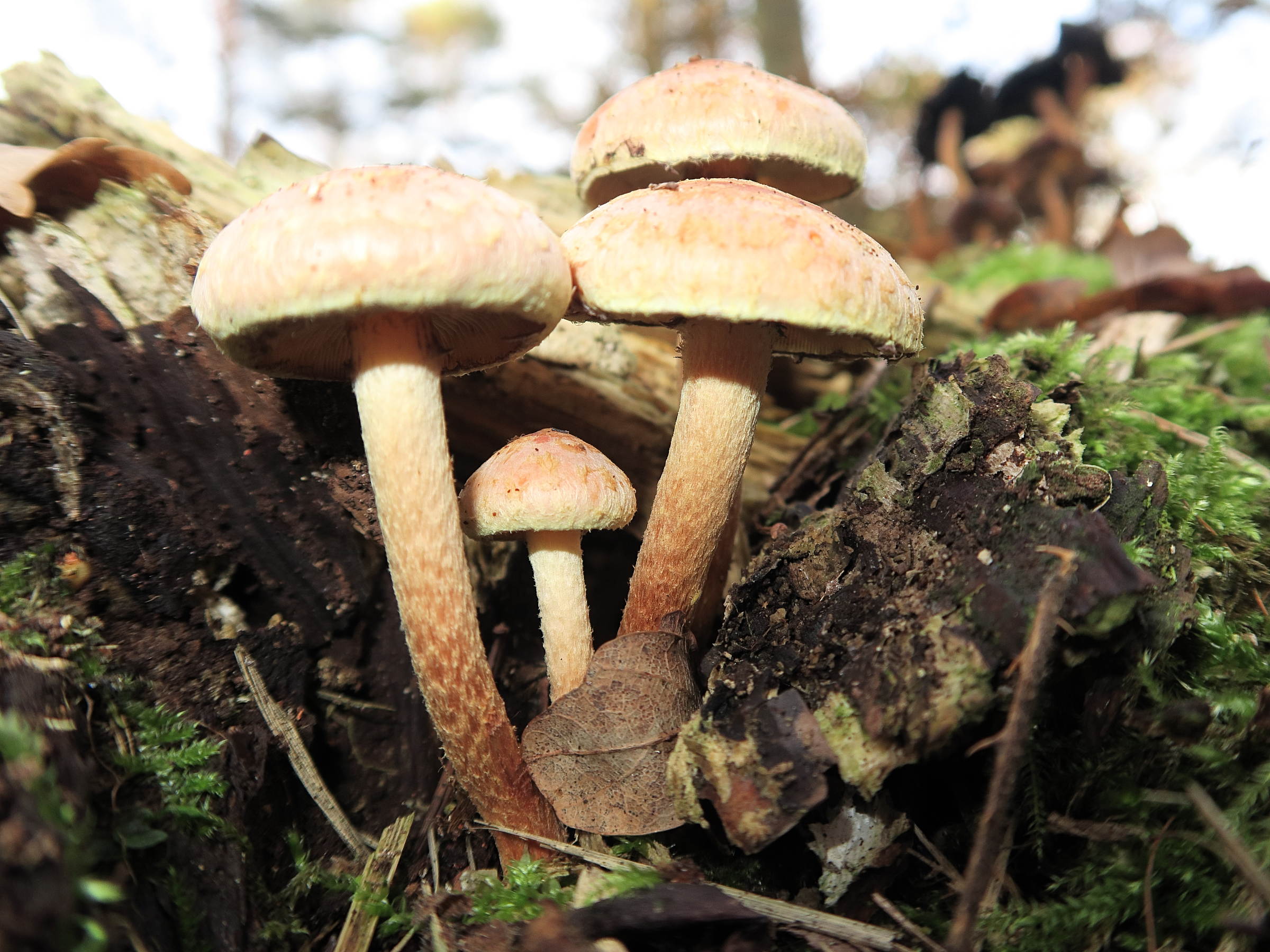 hypholoma_lateritium1md