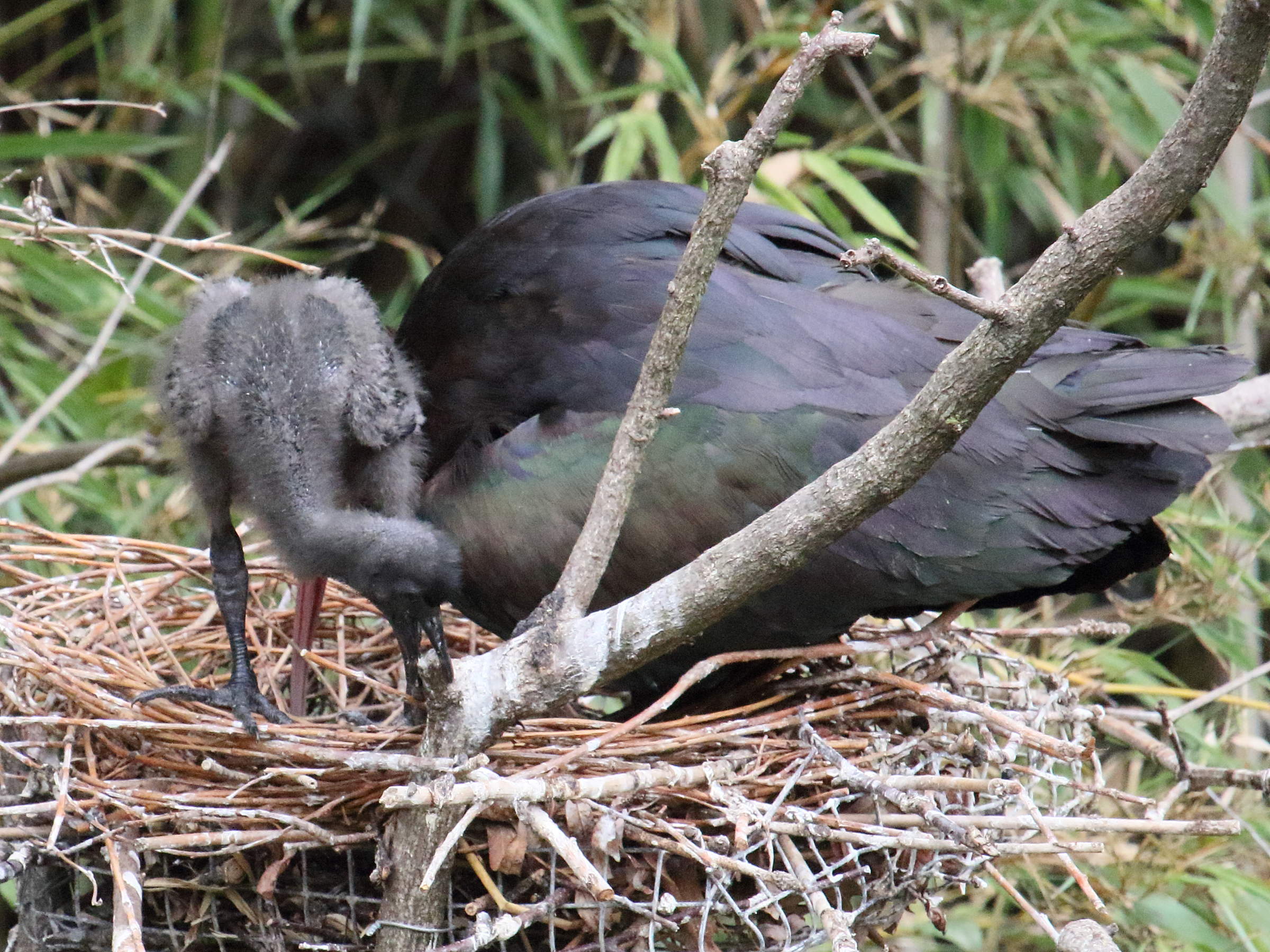 ibis_de_ridgway_-_plegadis_ridgwayi4bd