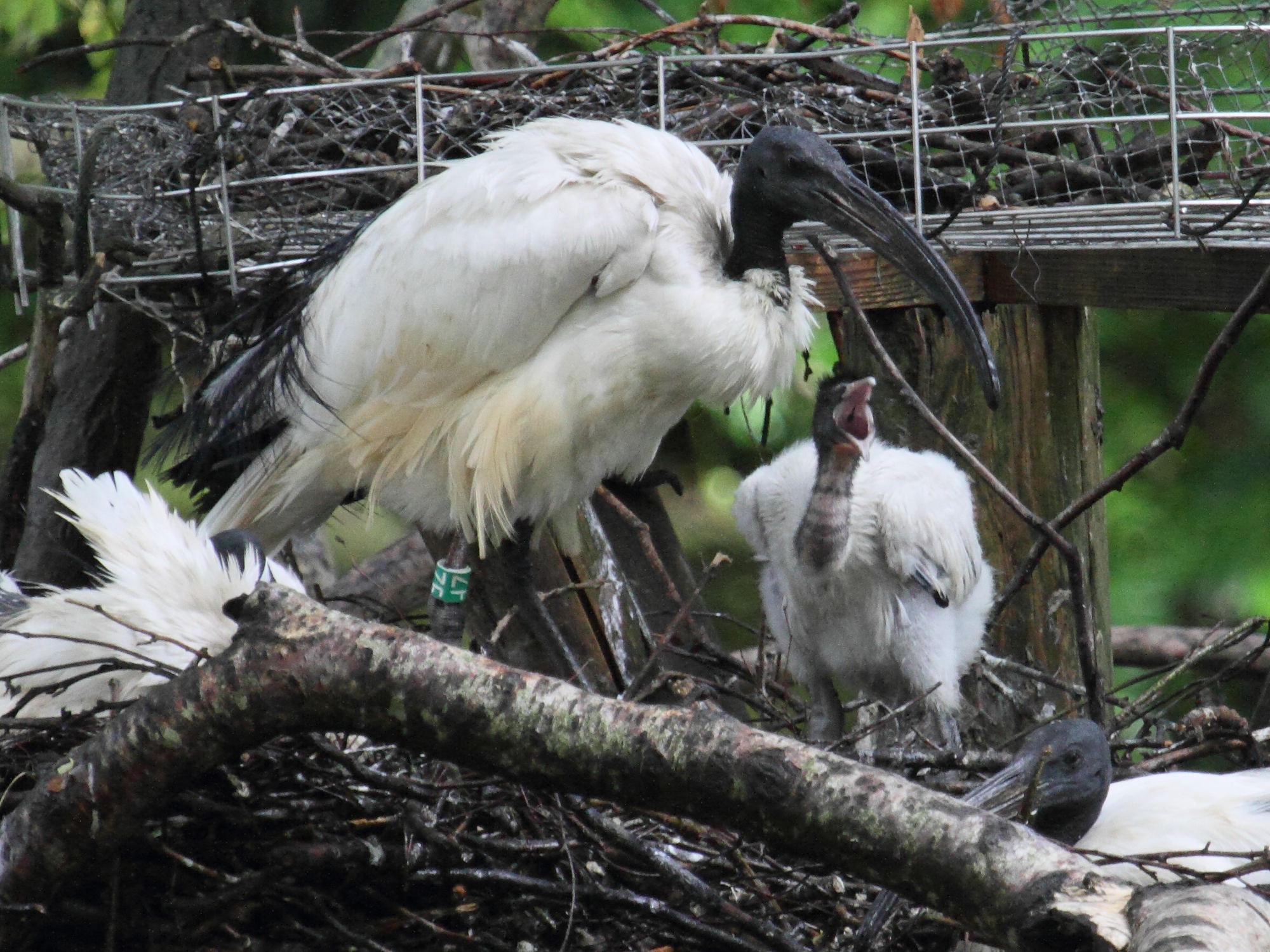 ibis_sacre_-_threskiornis_aethiopicus4bd