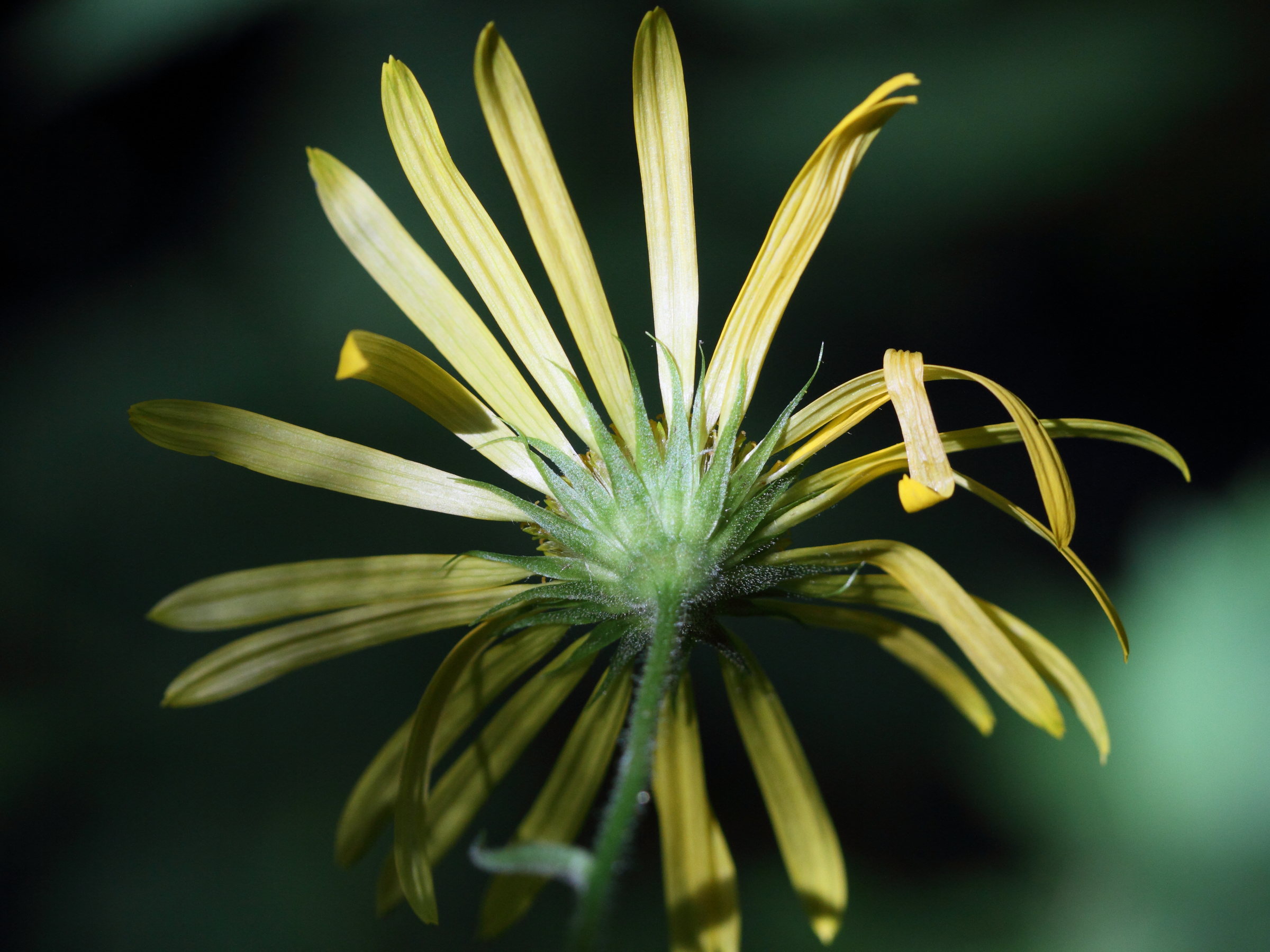 Afficher le média inula_britannica3md inula_britannica3md