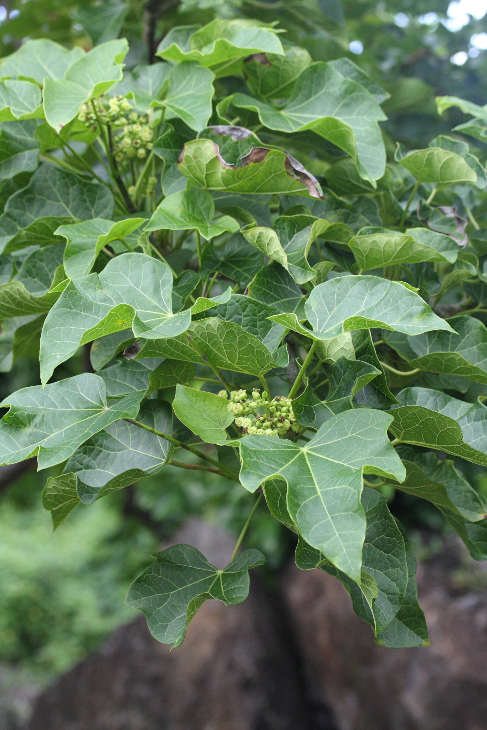 Afficher le média jatropha_curcas6md jatropha_curcas6md
