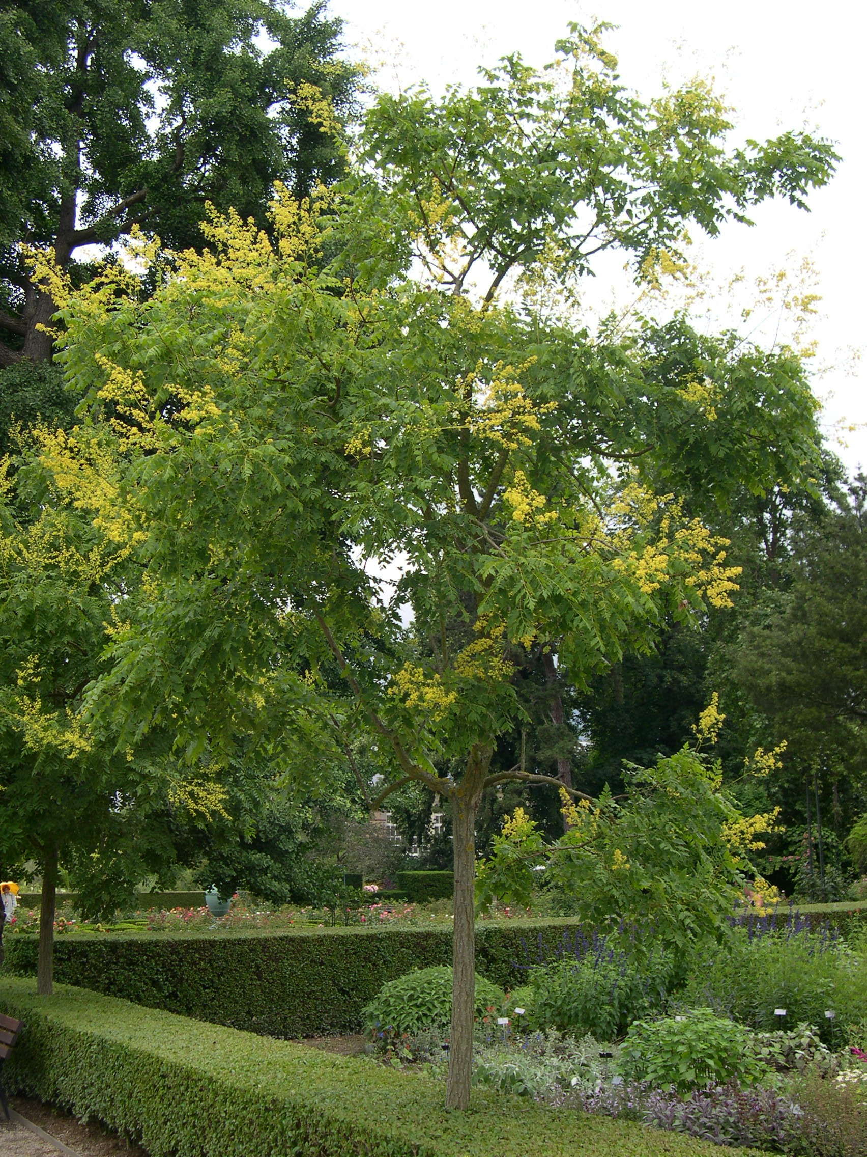 koelreuteria_paniculata7md