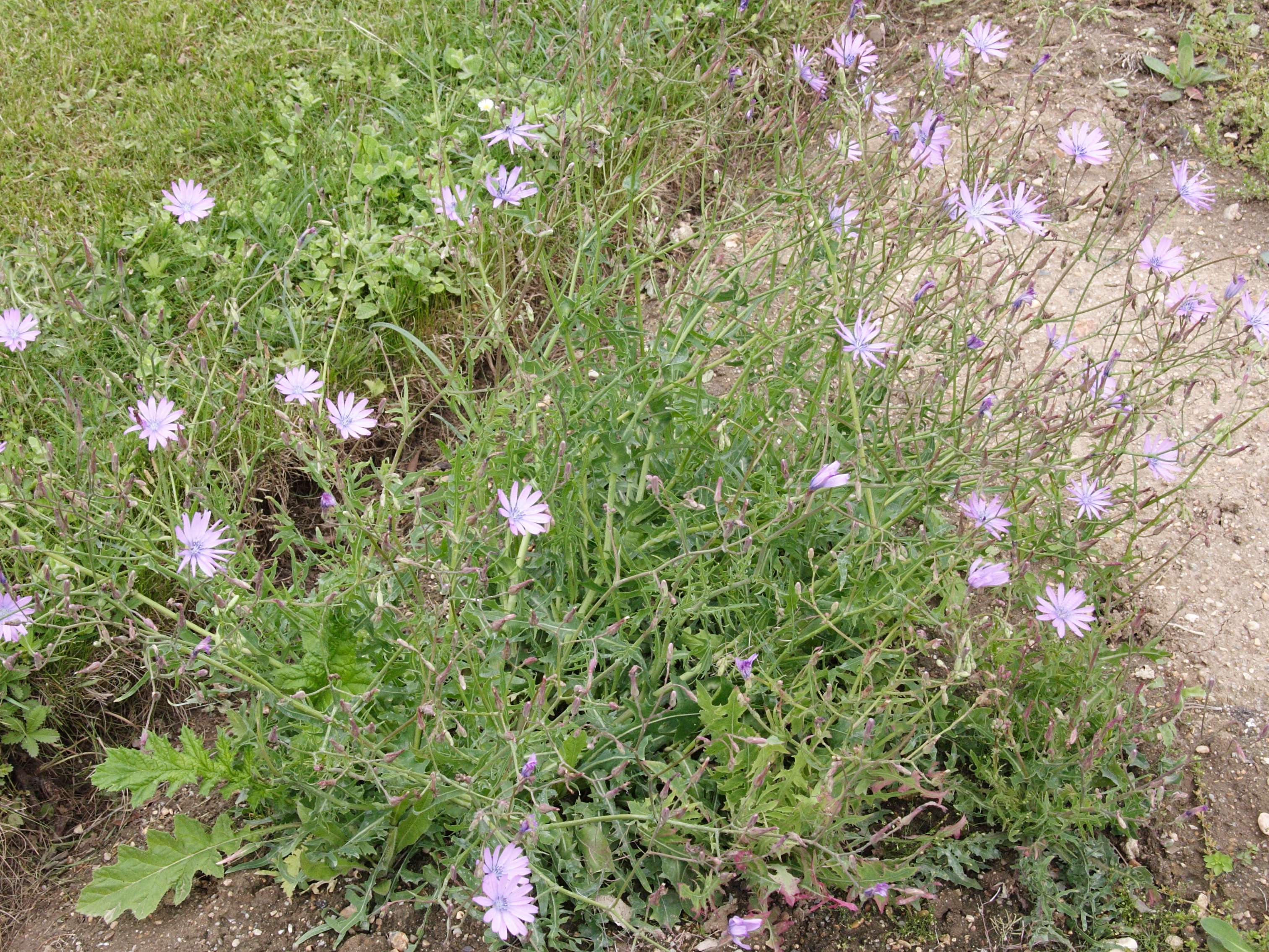 lactuca_perennis1cmd