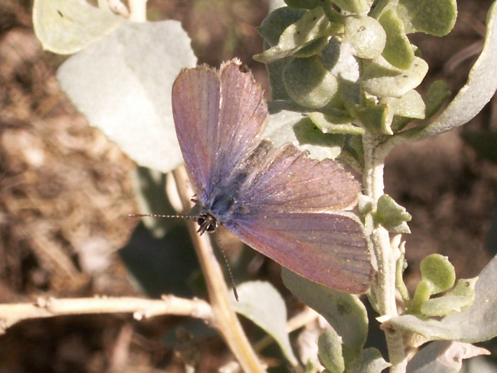 leptotes_pirithous3abd