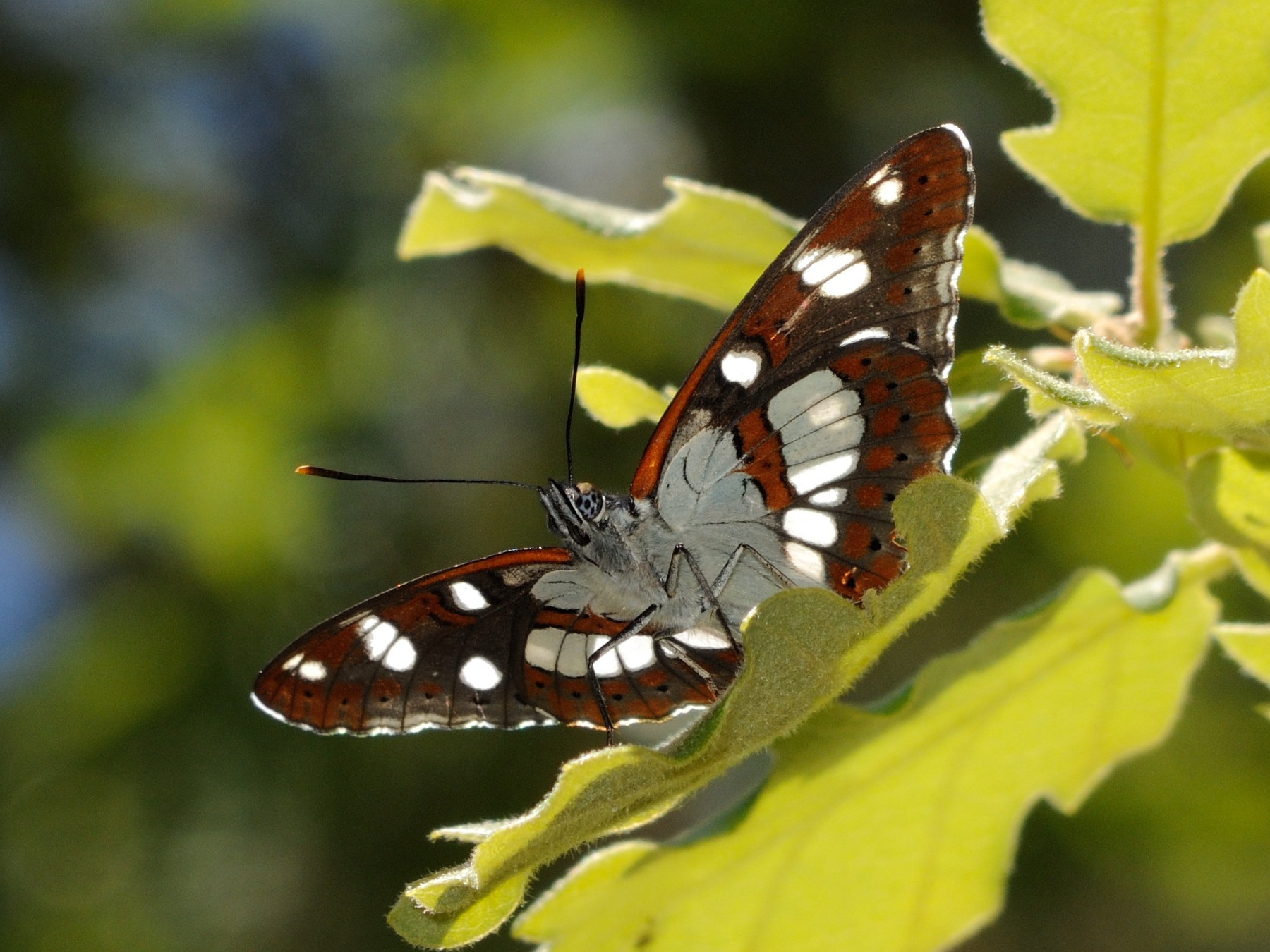 limenitis_reducta6md