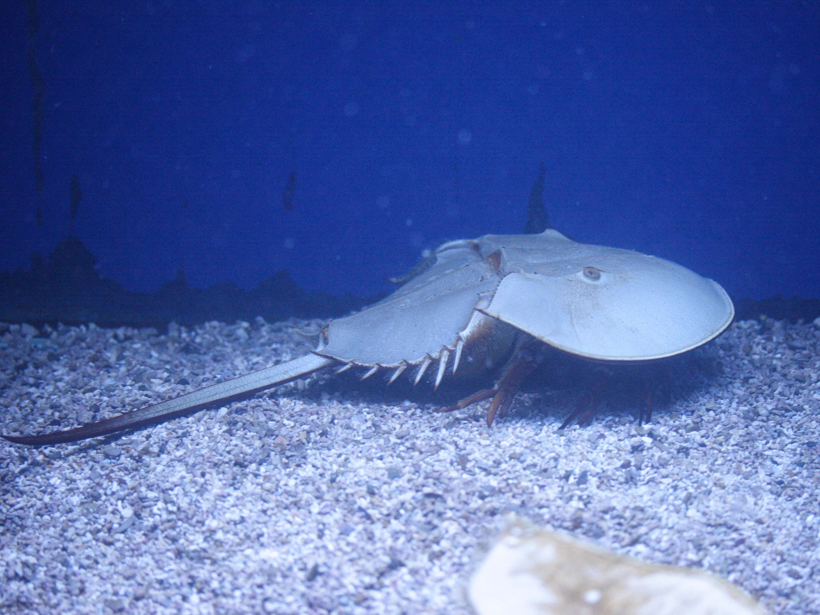 limulus_polyphemus5md
