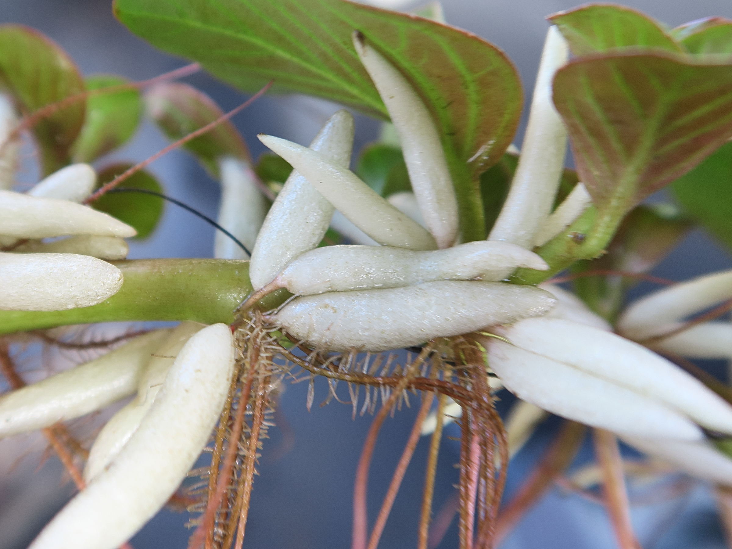 ludwigia_helminthorrhiza3md