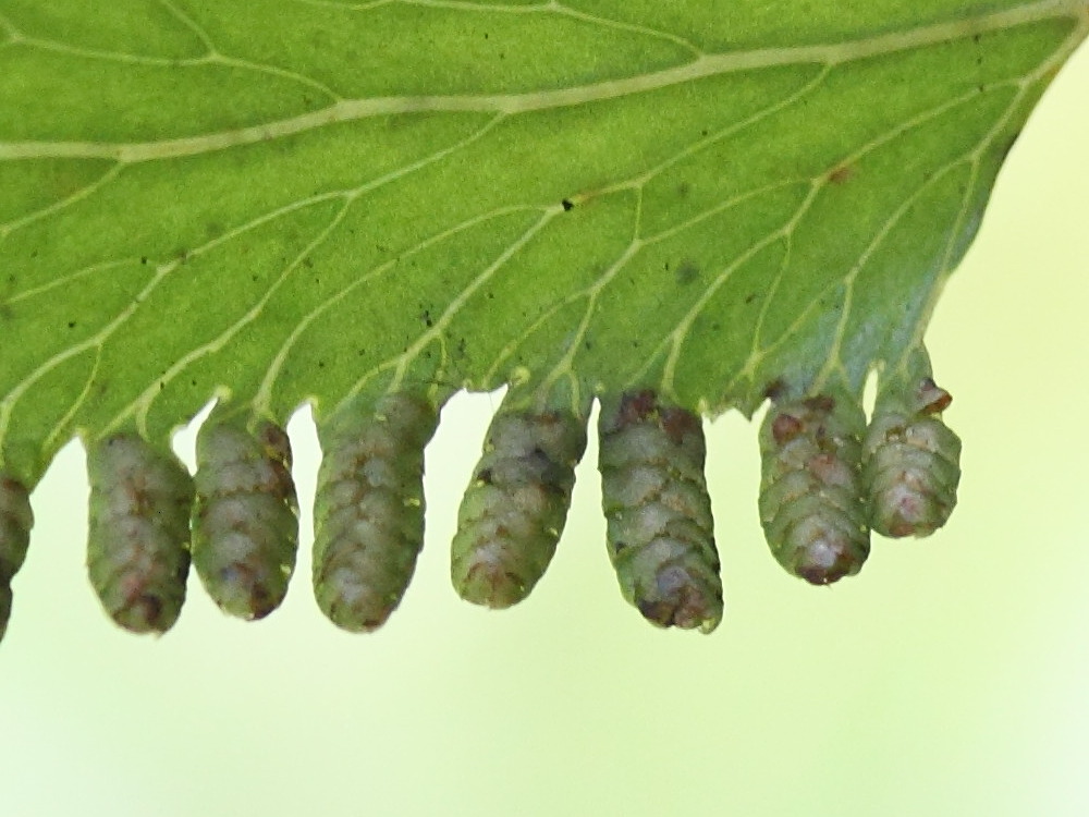 lygodium_lanceolatum3md