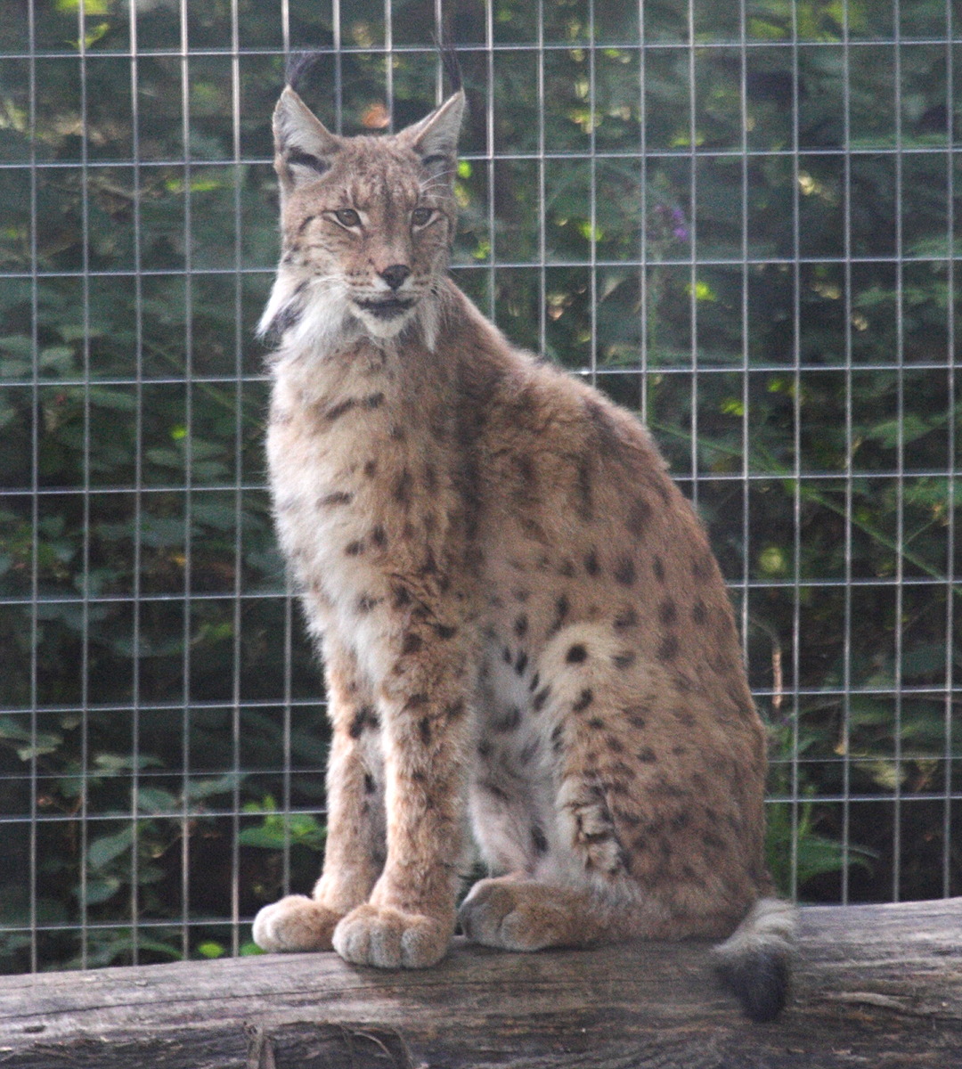 Lynx_lynx