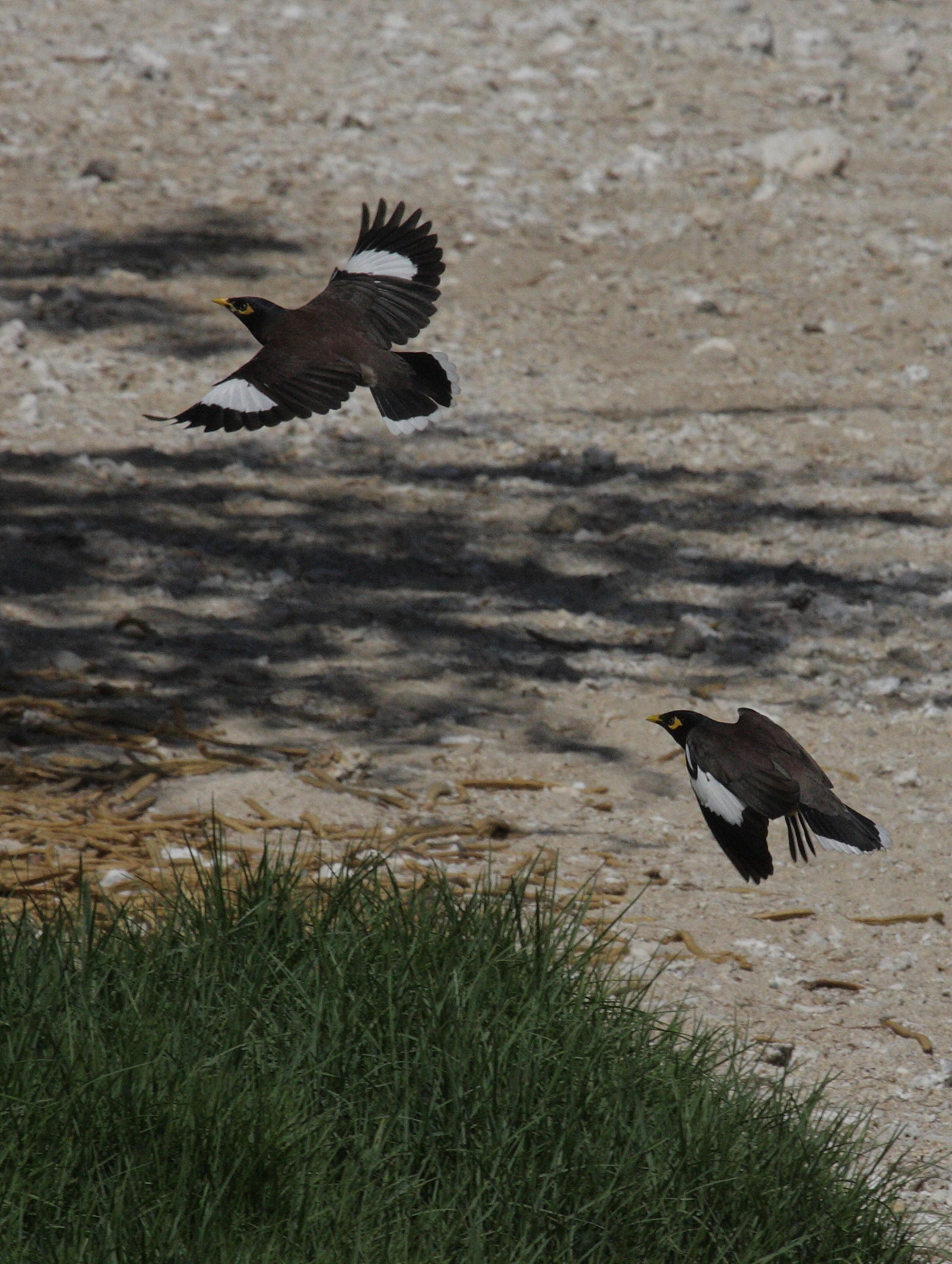 martin_triste_-_acridotheres_tristis4bd