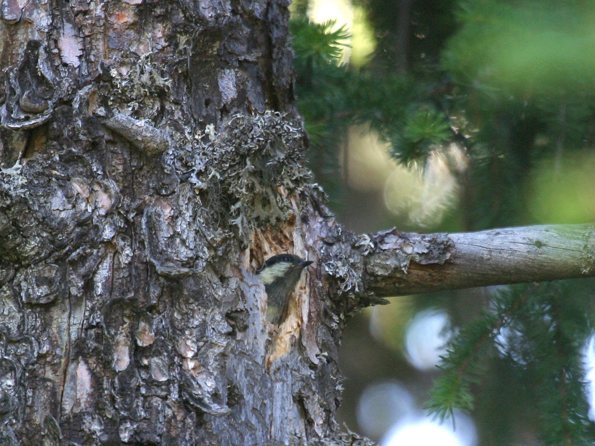 mesange_charbonniere_-_parus_major3bd