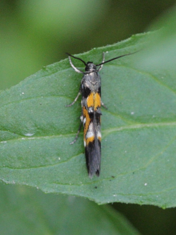 mompha_locupletella1bd