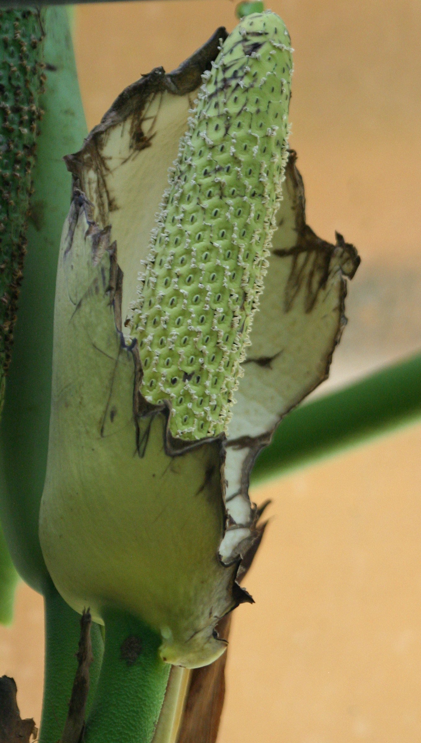 monstera_deliciosa5md