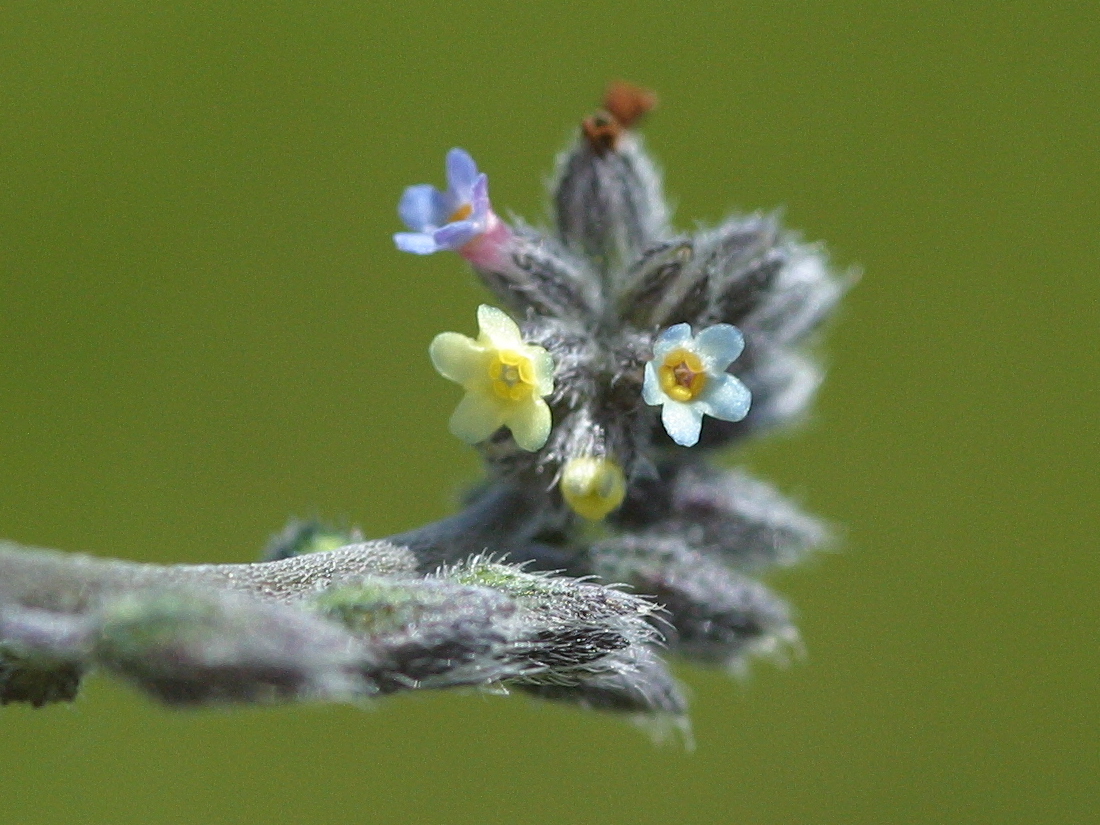 myosotis_discolor_discolor2md