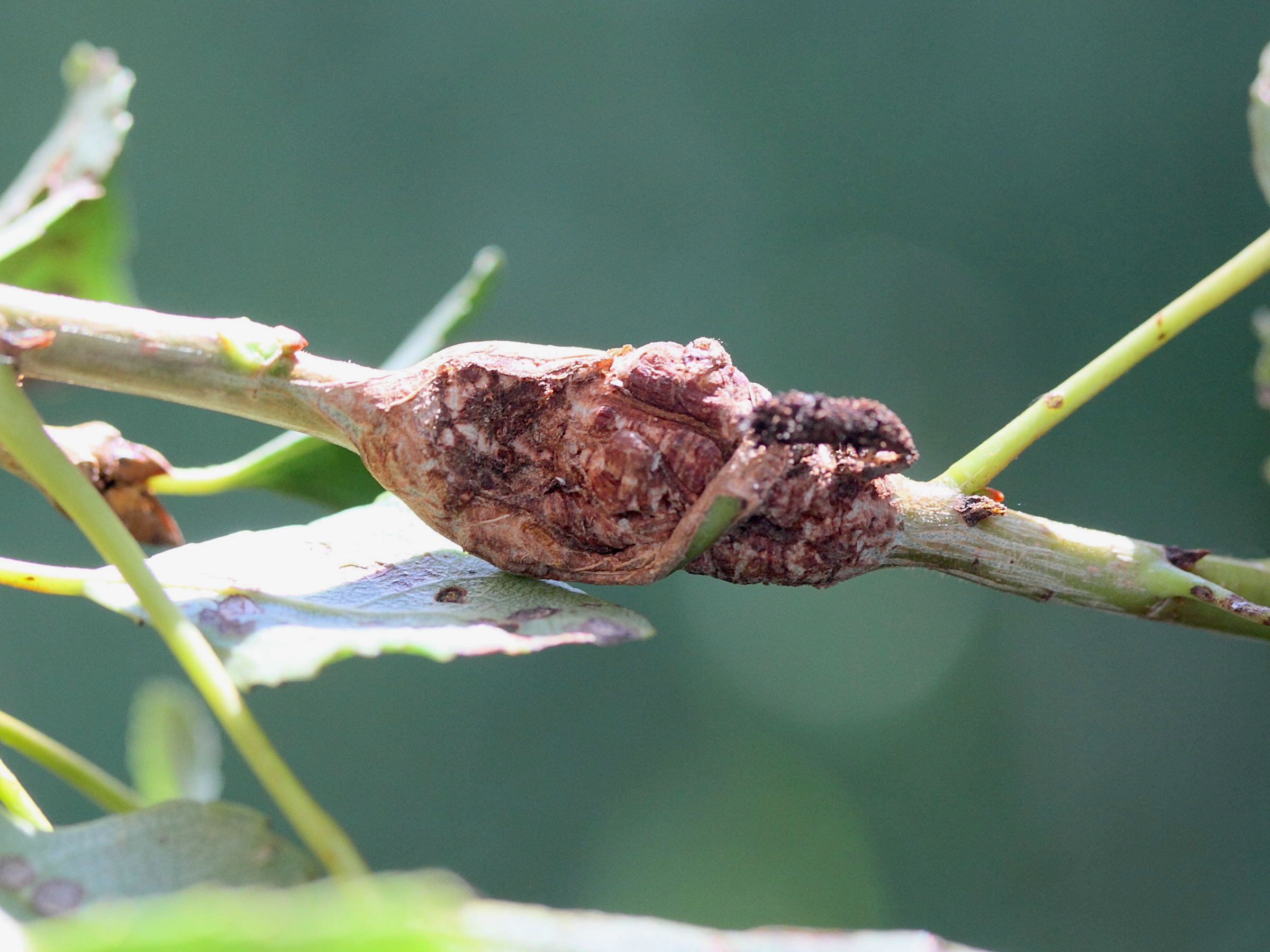 neonectria_ditissima_chancre2md