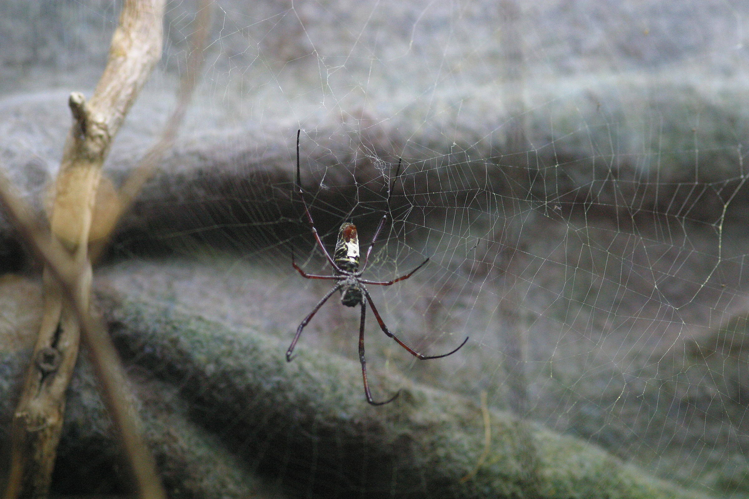 nephila_inaurata_madagascariensis1md