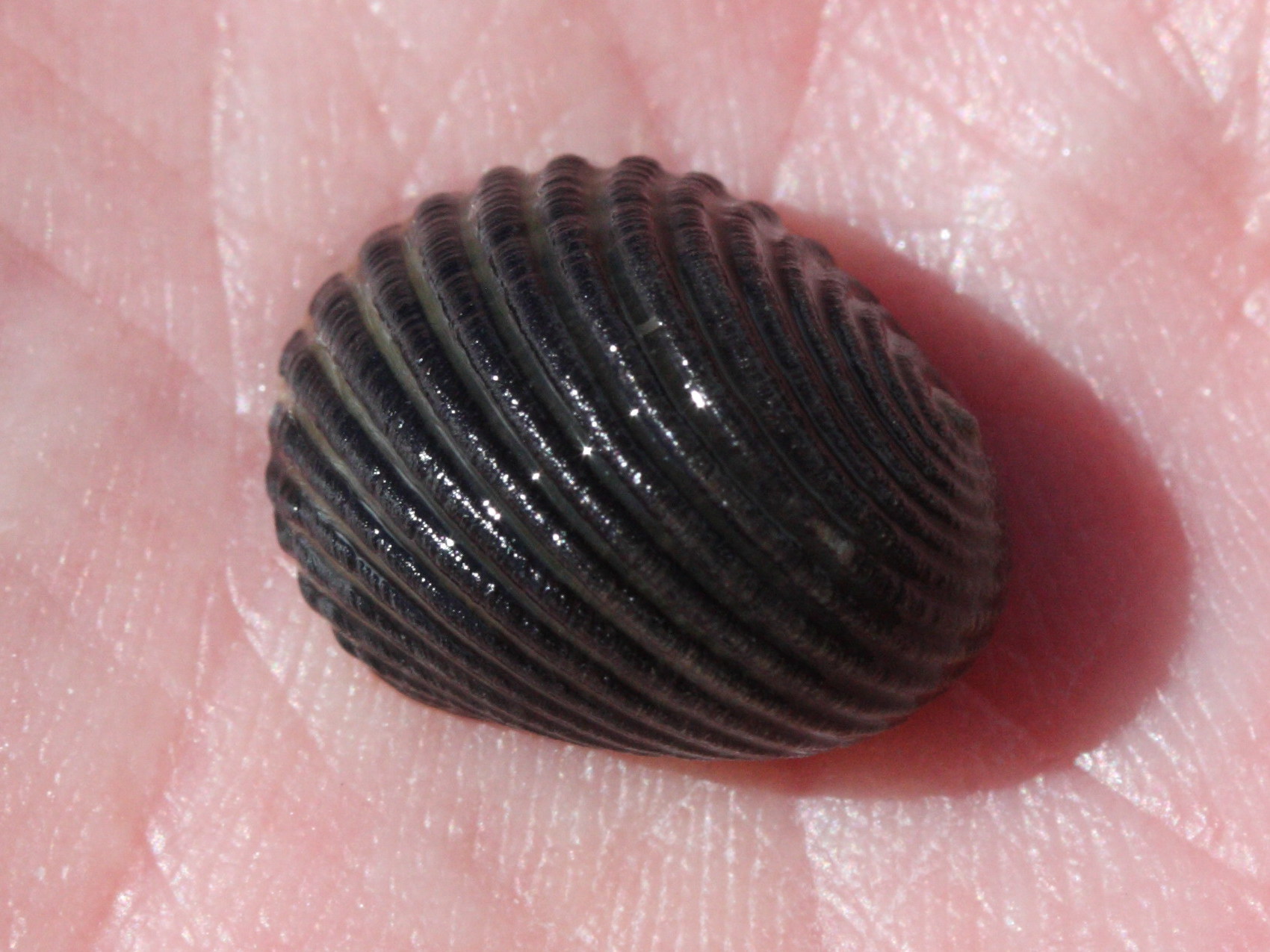 nerita_magdalenae1md