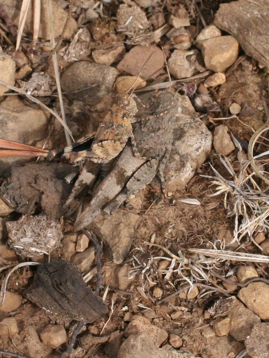 oedipoda_germanica2md