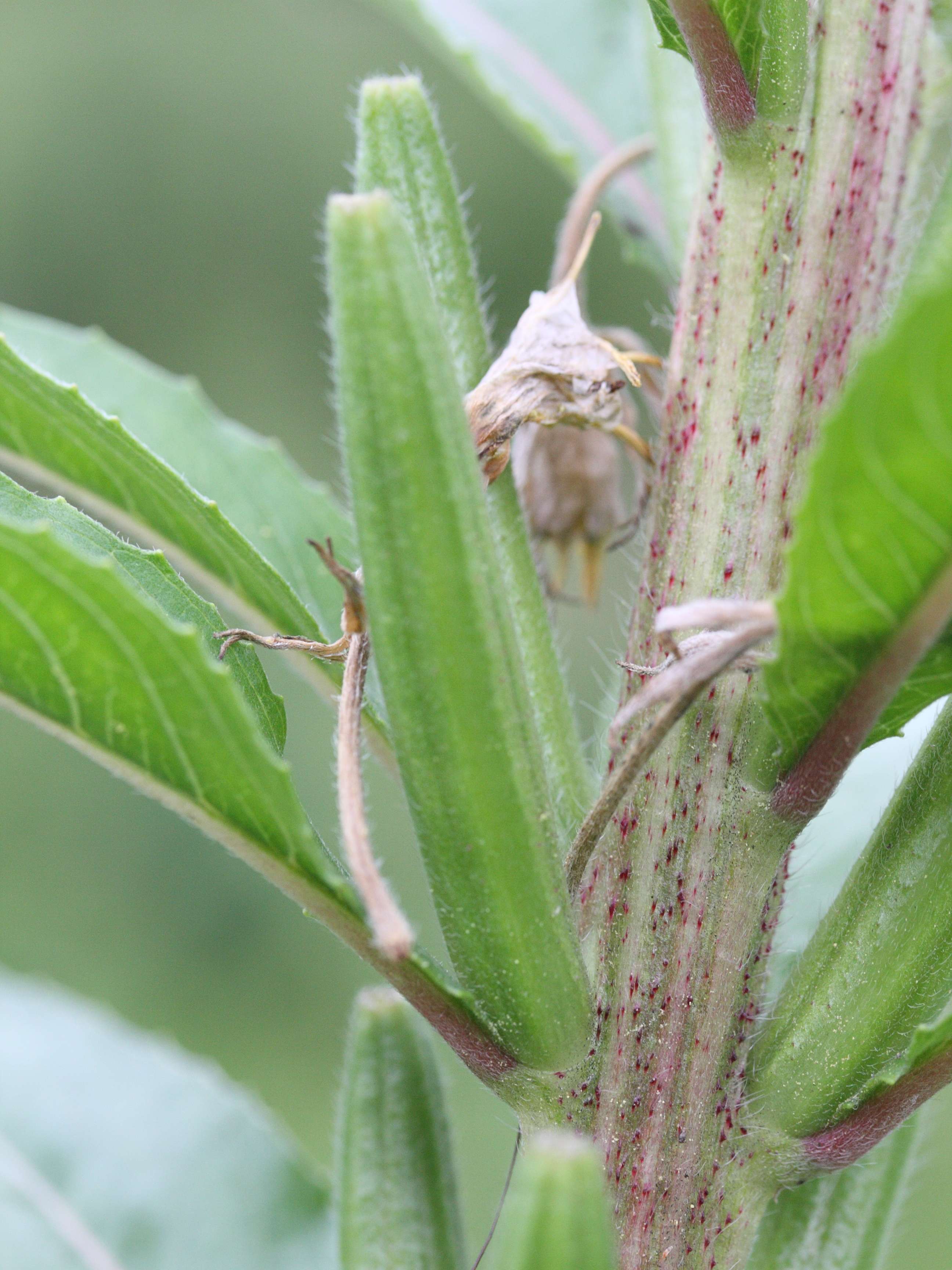 oenothera_cf_ligerica2md