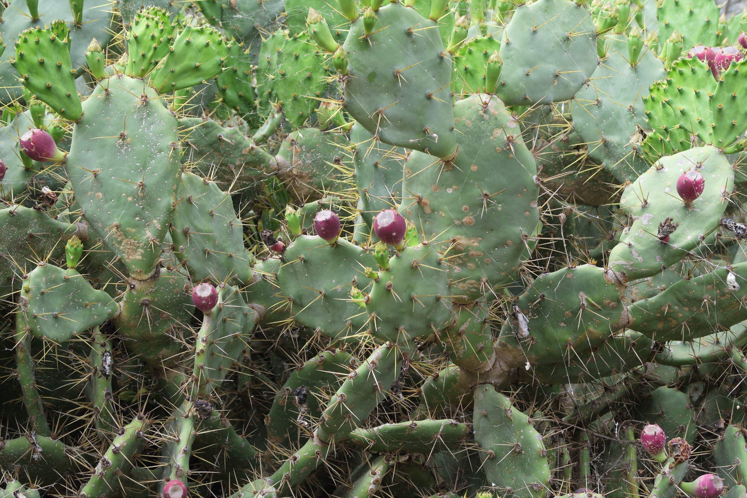 opuntia_dillenii5md