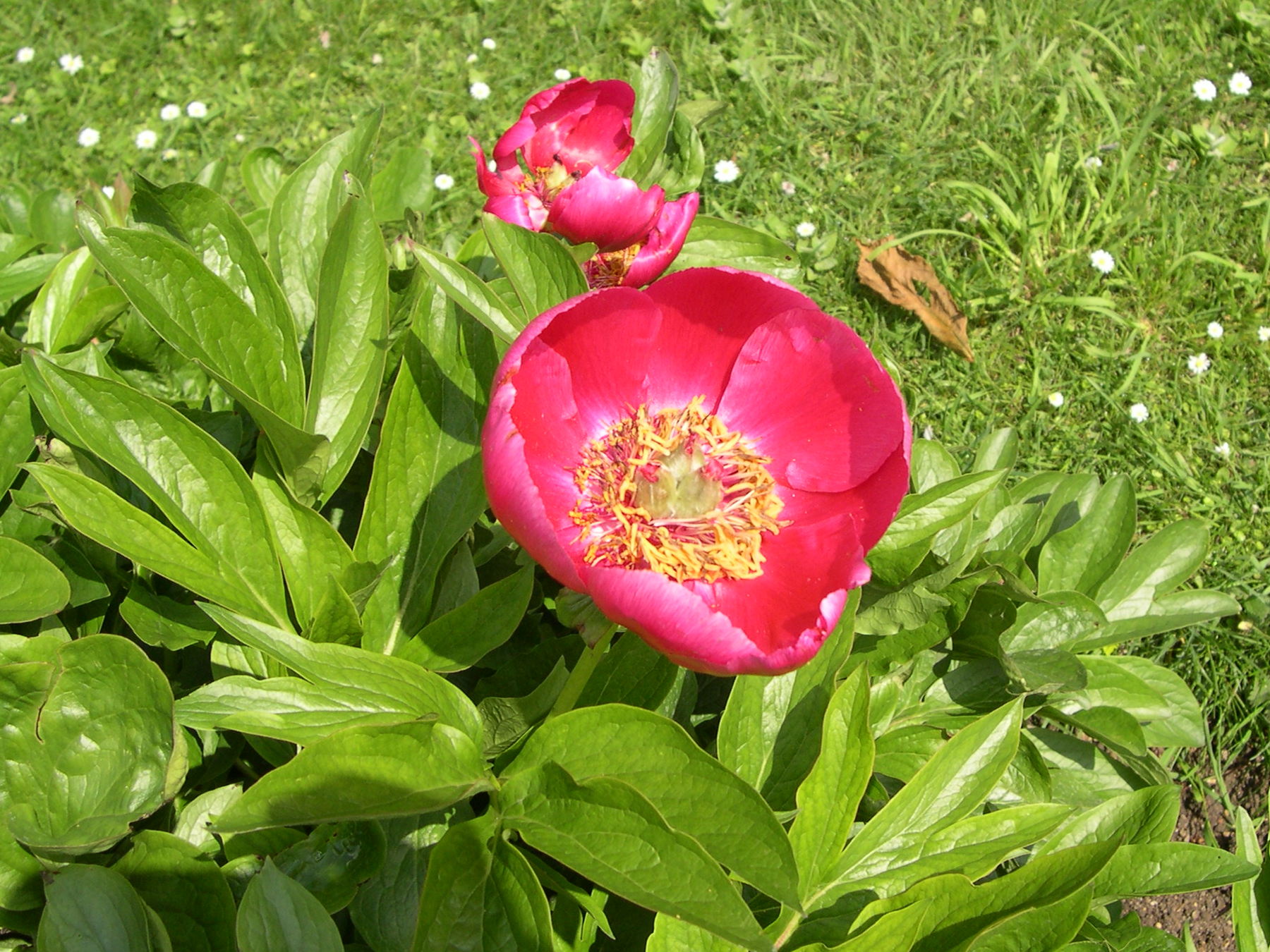 Paeonia_officinalis