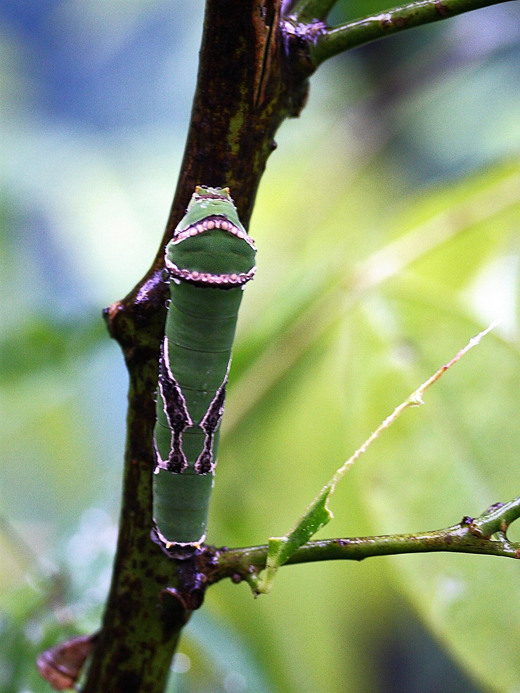 papilio_demodocus_ch2bd